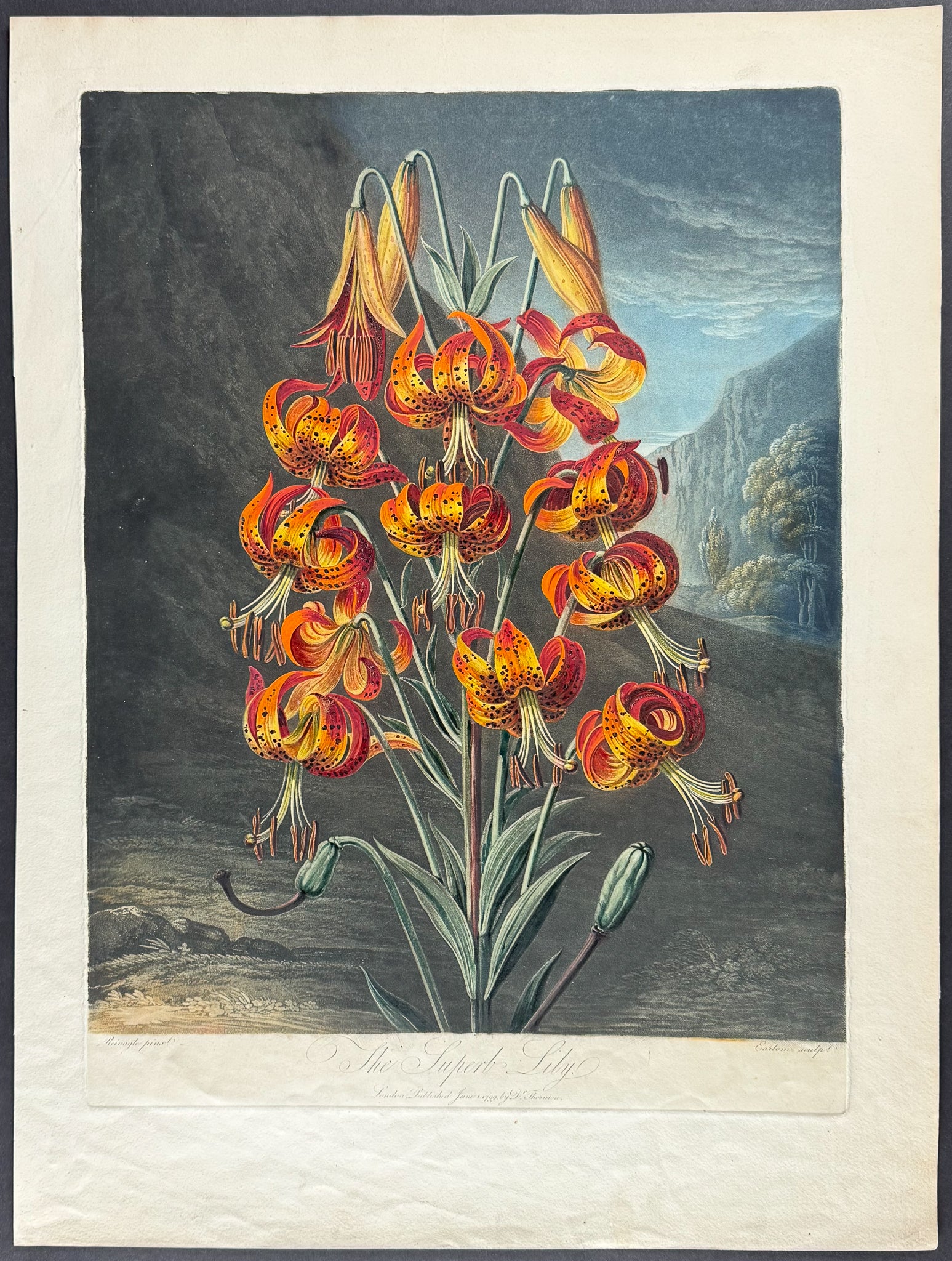 The Suberb Lily