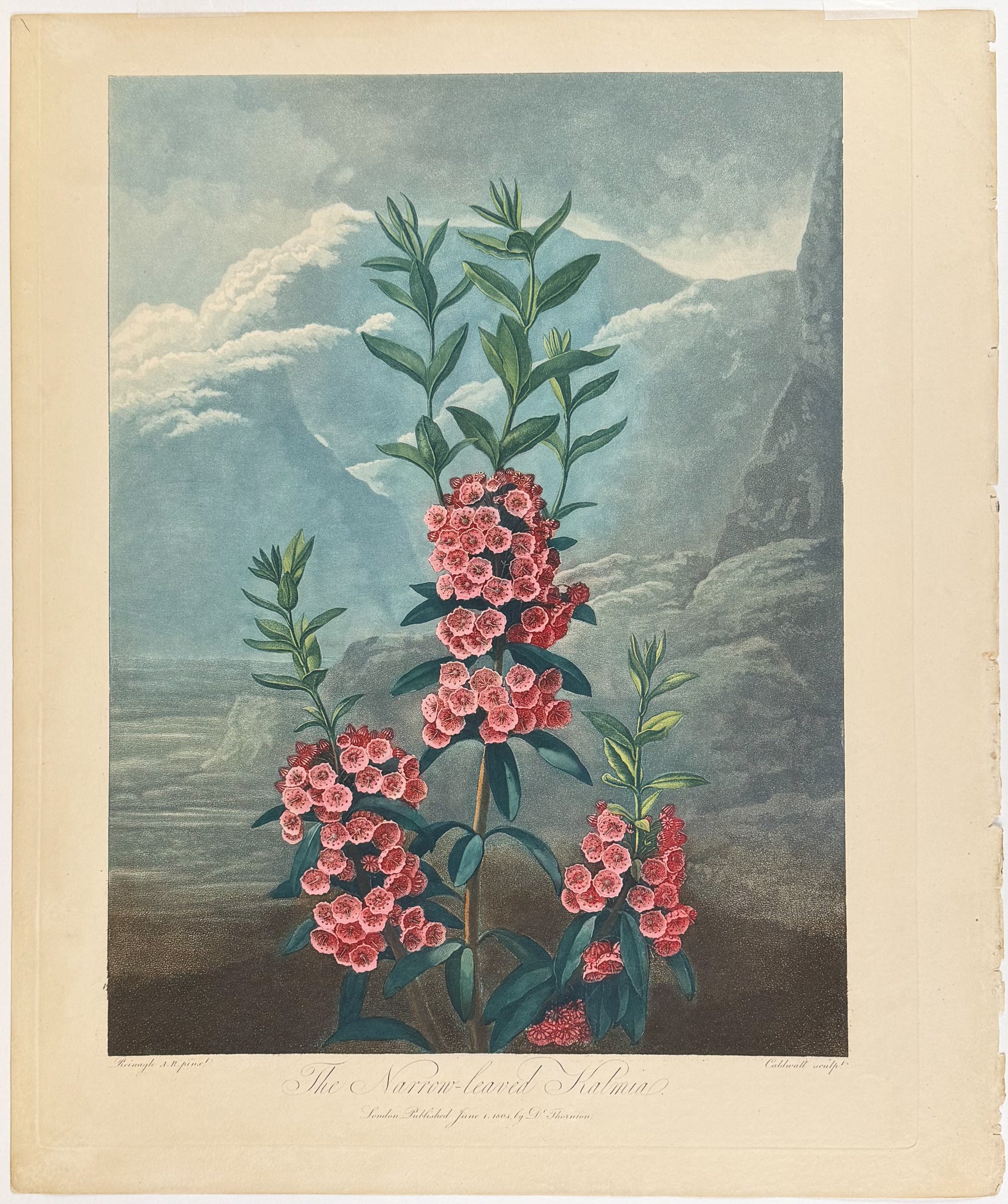 The Narrow-leaved Kalmia