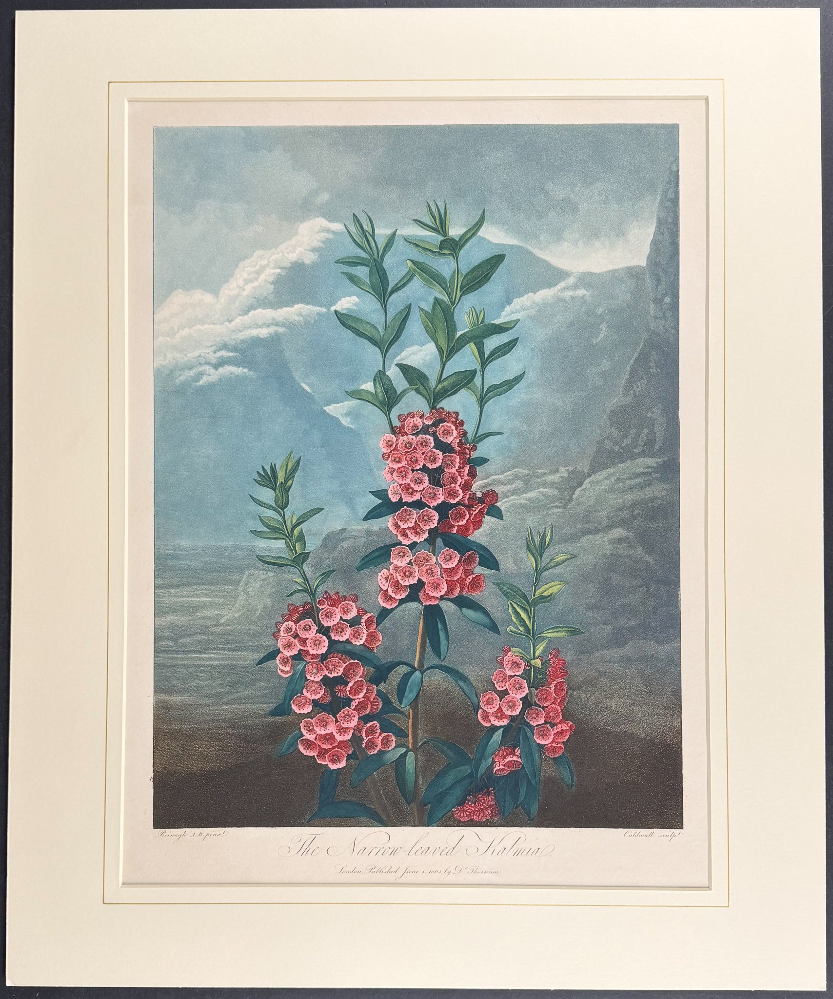 The Narrow-leaved Kalmia