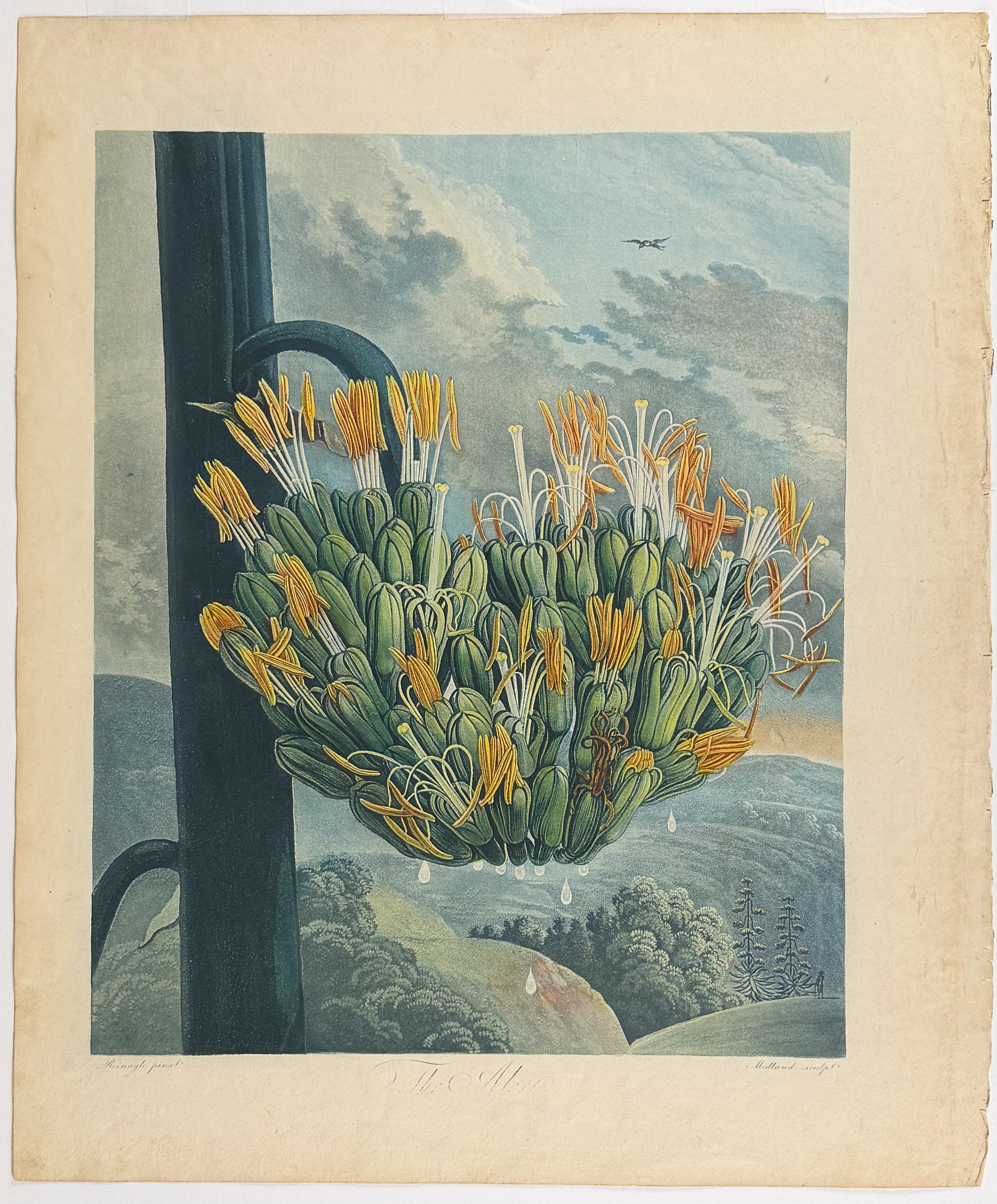 The Aloe