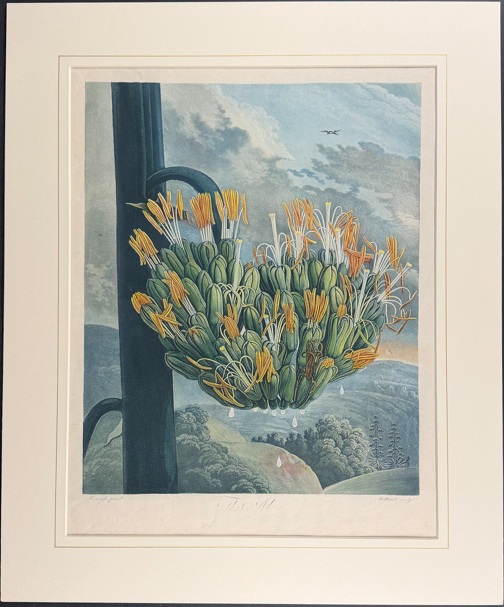 The Aloe