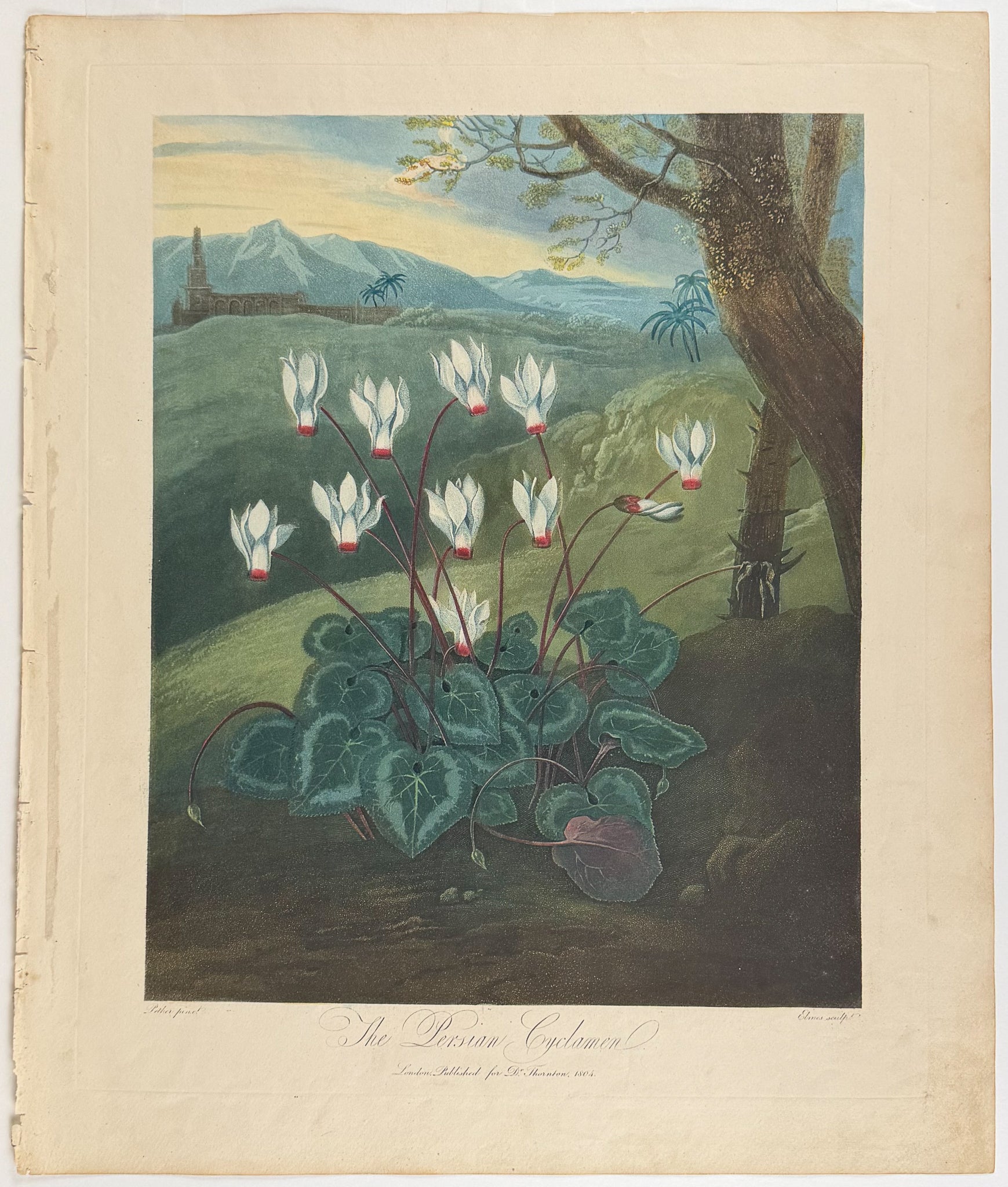 The Persian Cyclamen