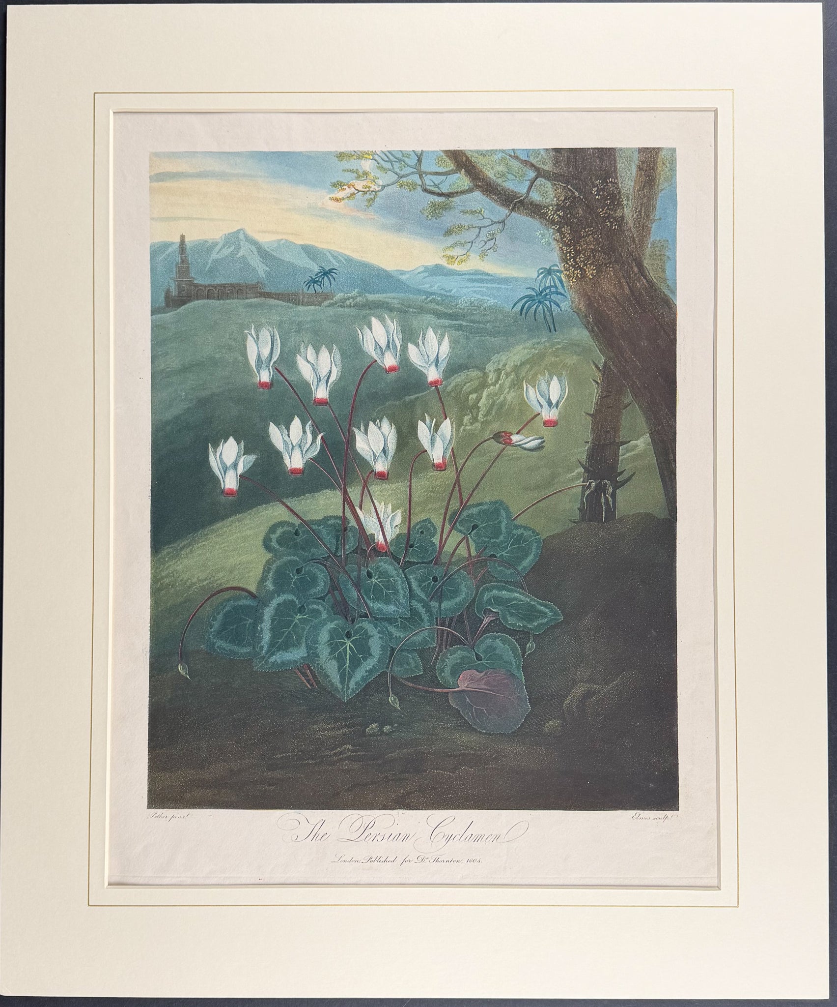The Persian Cyclamen