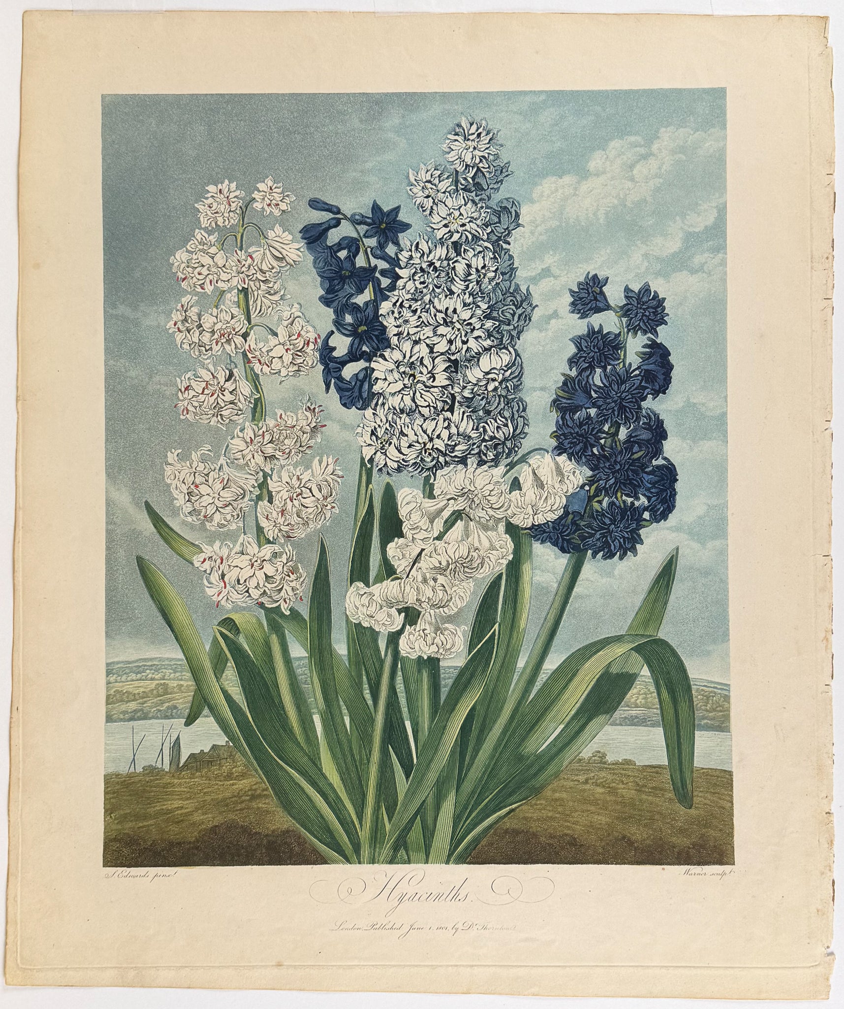 Hyacinths