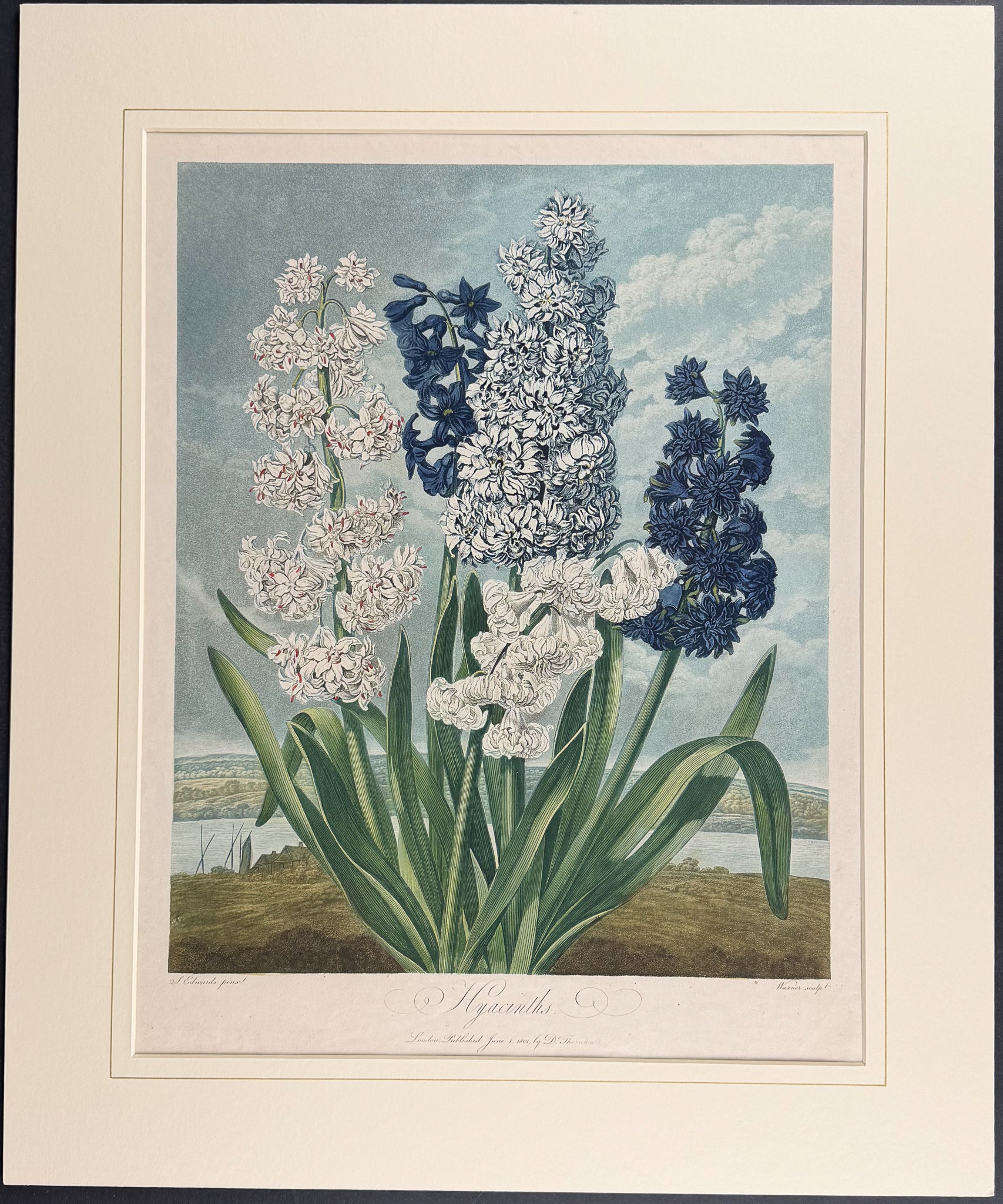 Hyacinths