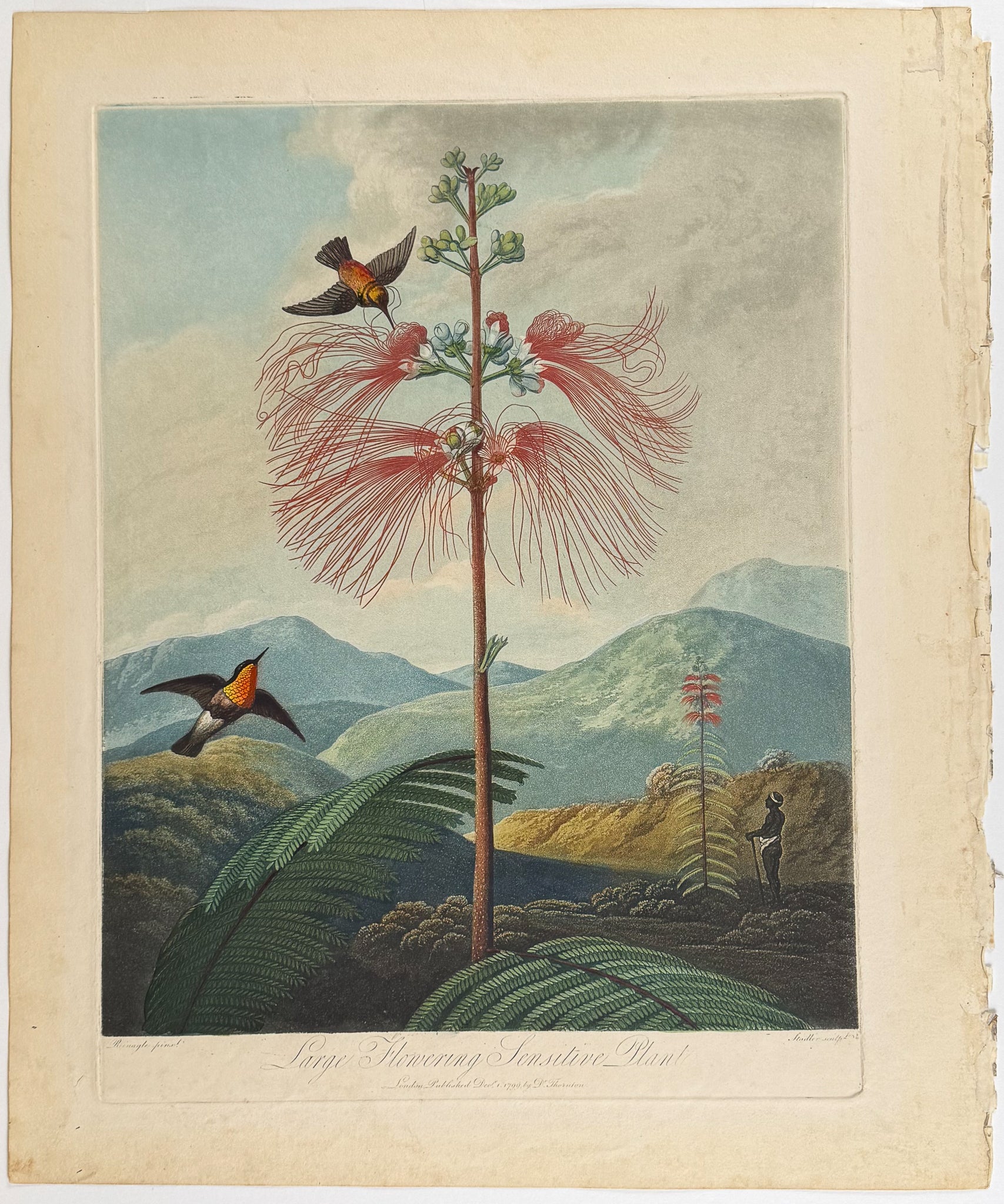 Large Flower Sensitive Plant