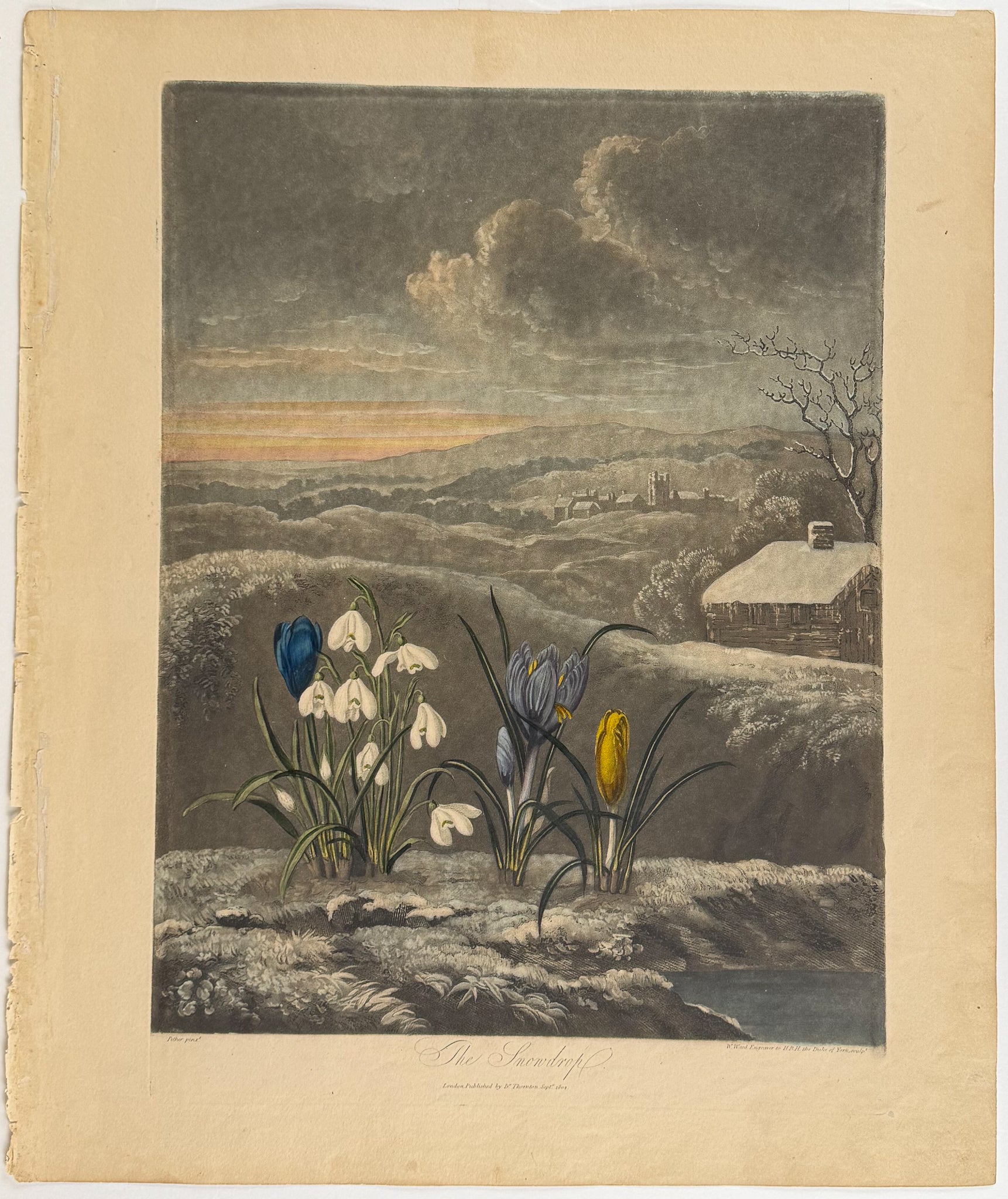 The Snowdrop
