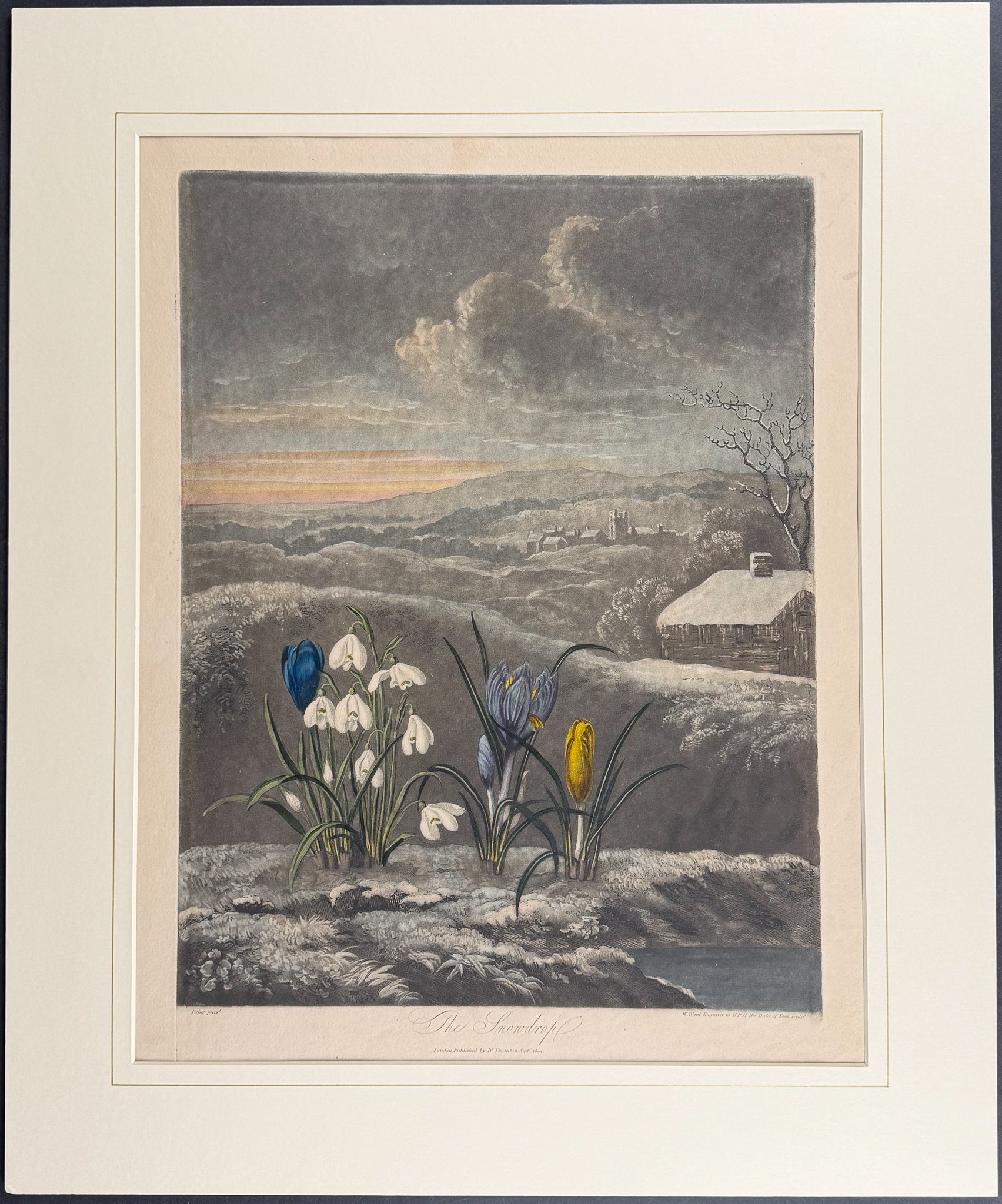 The Snowdrop
