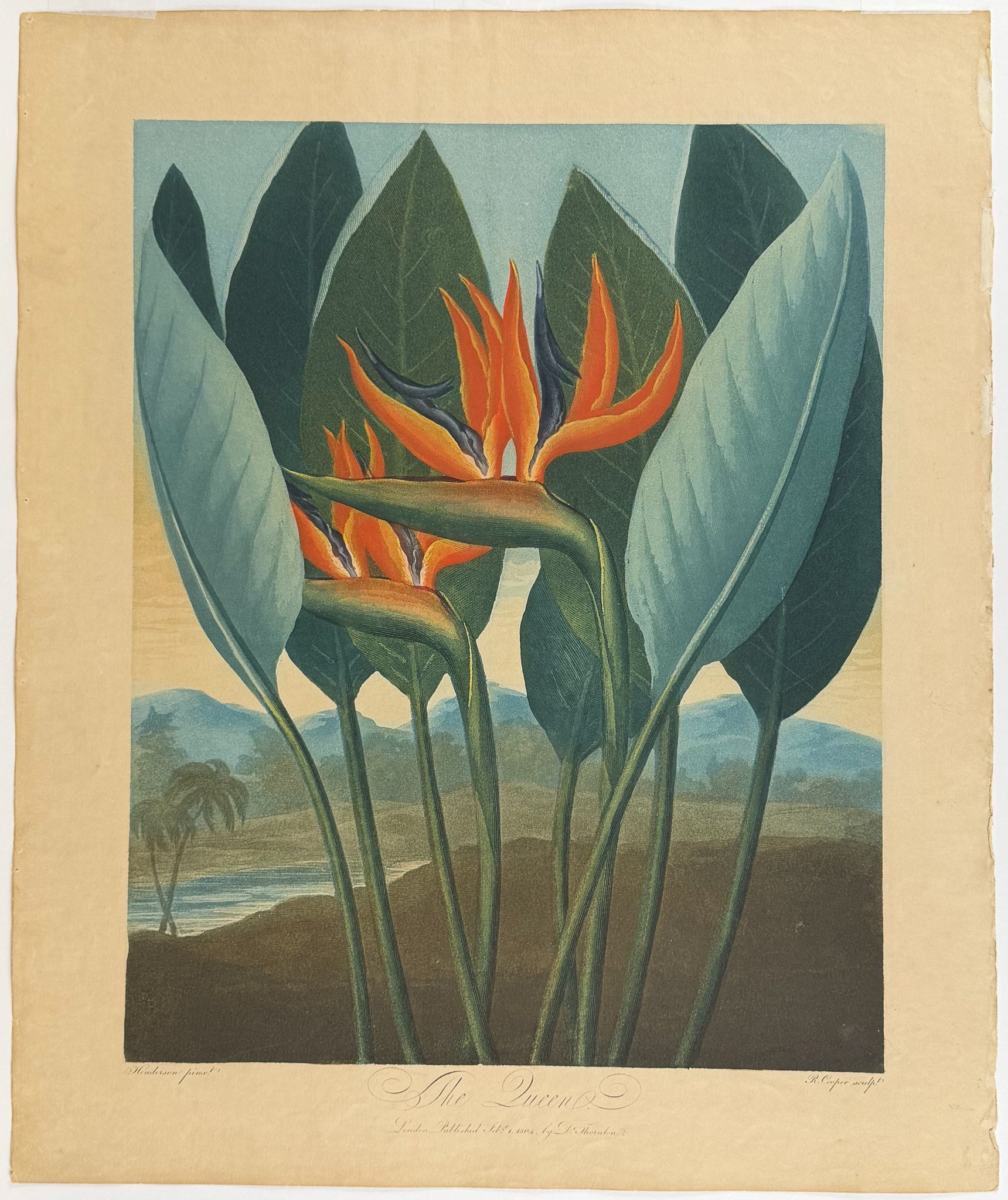 The Queen Flower (Bird of Paradise Flower)