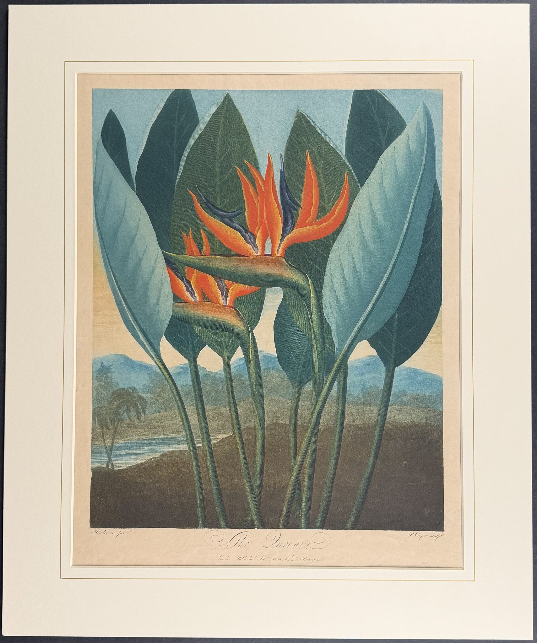 The Queen Flower (Bird of Paradise Flower)