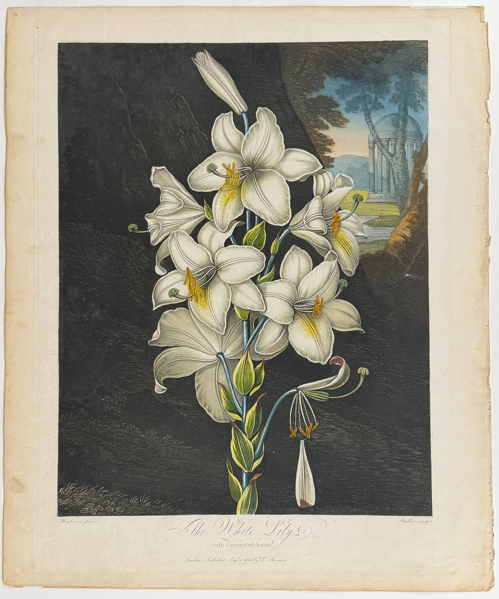The White Lily