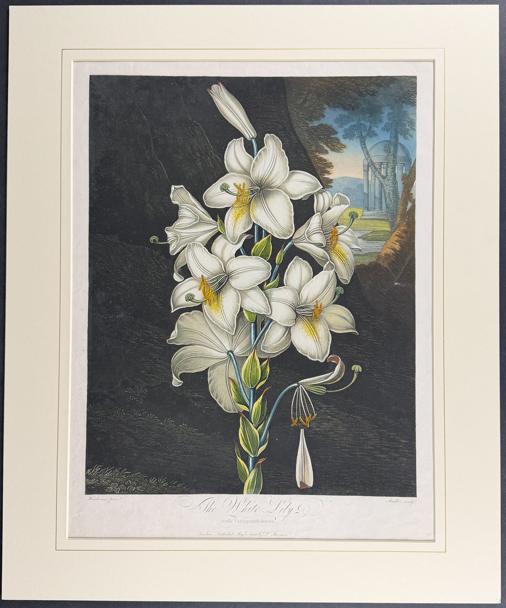 The White Lily