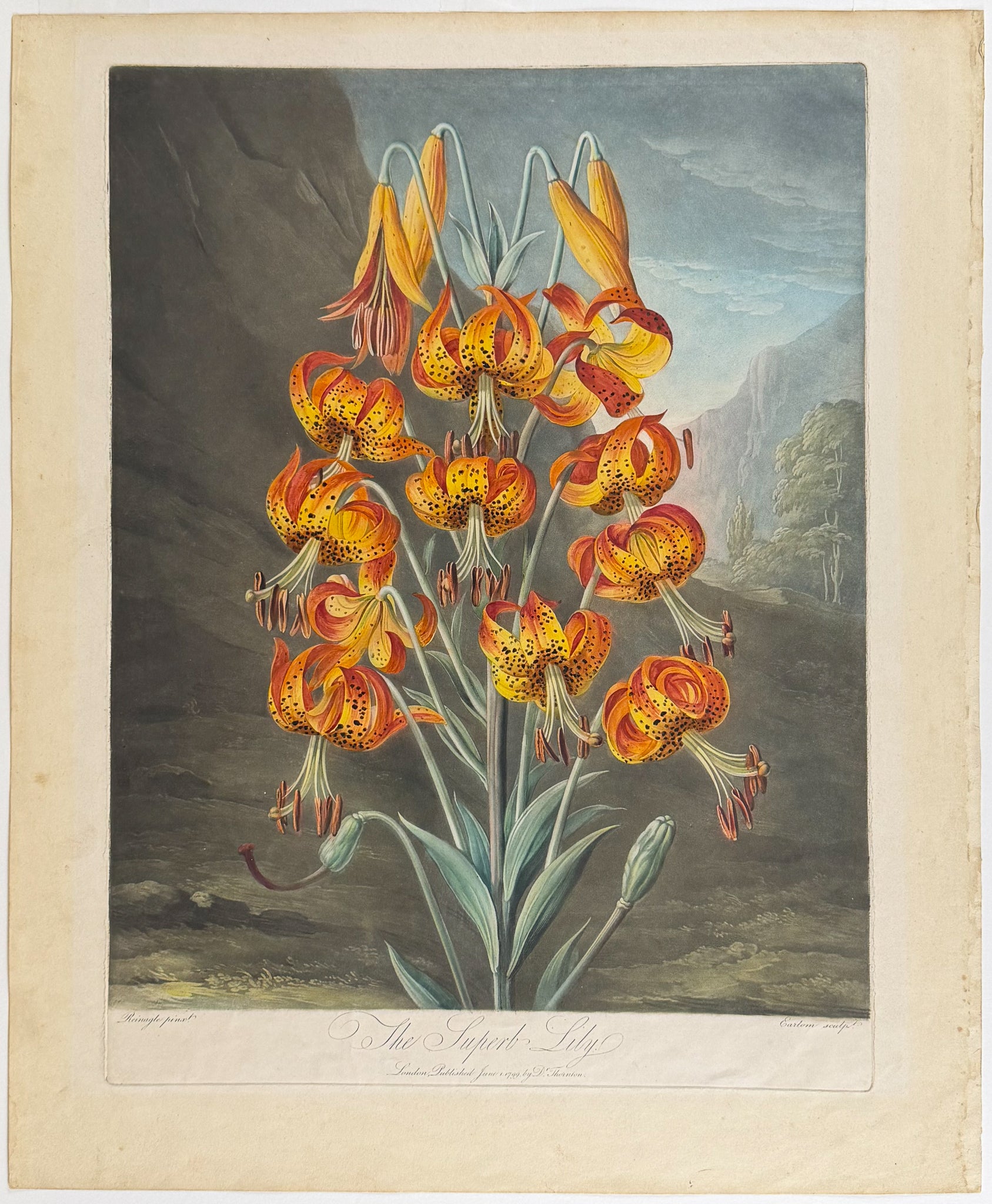 The Suberb Lily