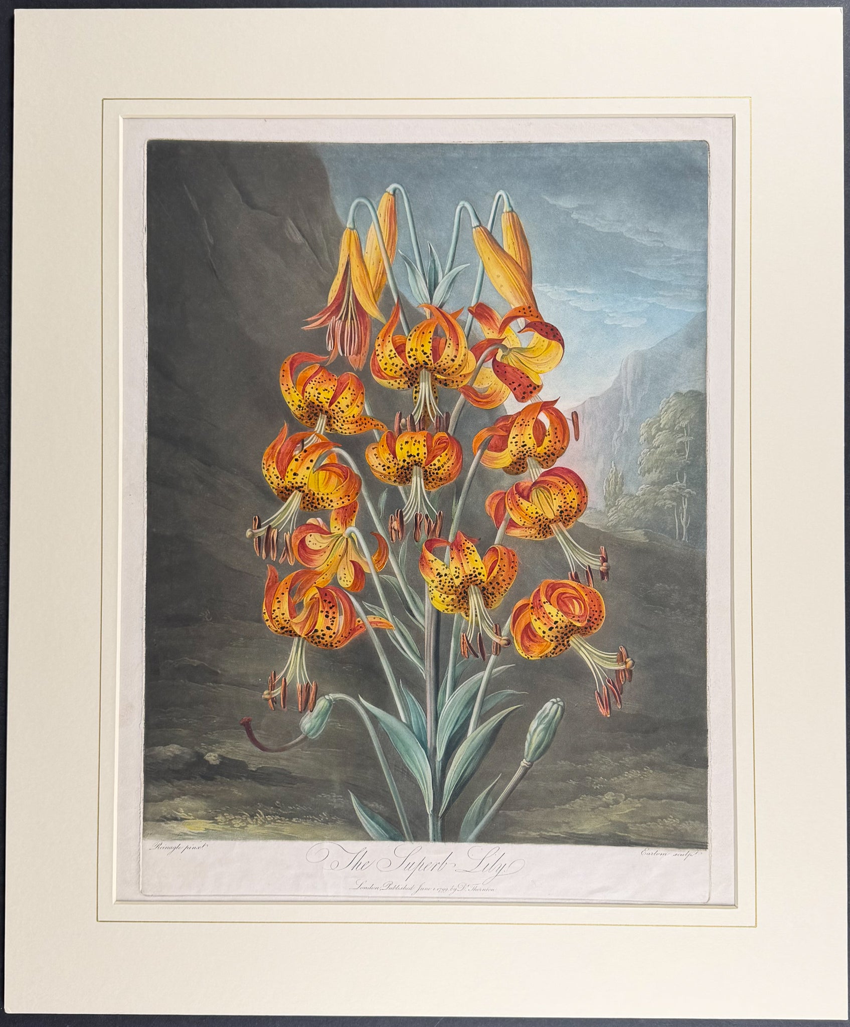 The Suberb Lily