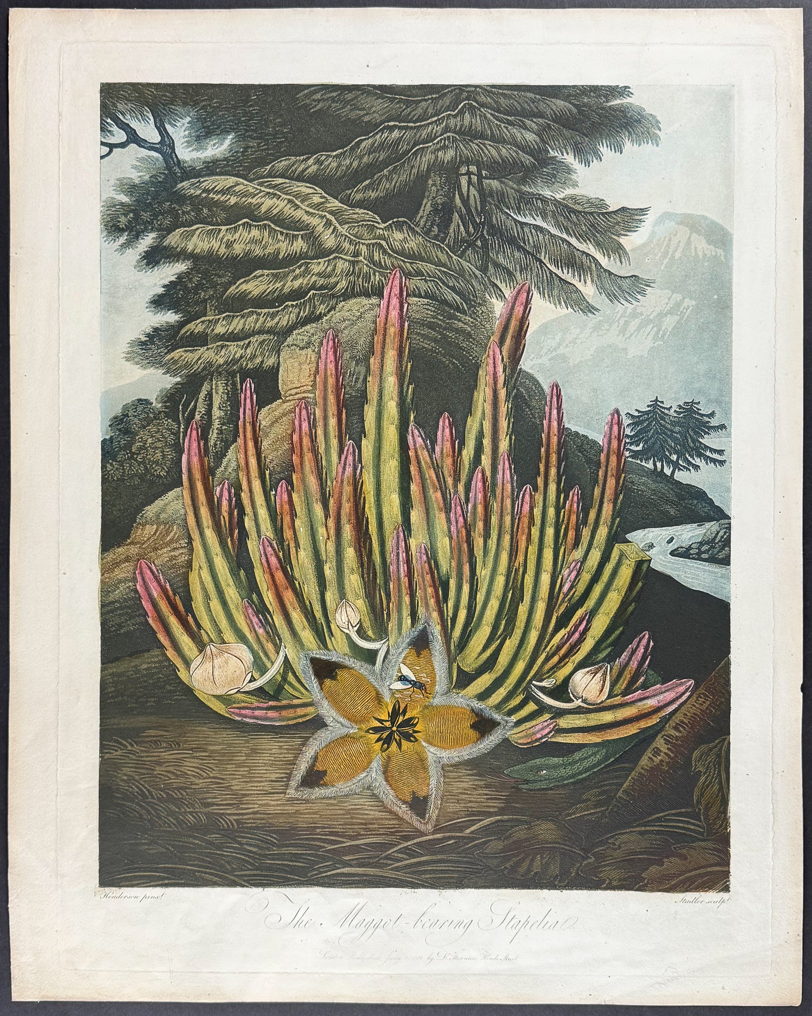 The Maggot-bearing Stapelia (Carrion Flower)