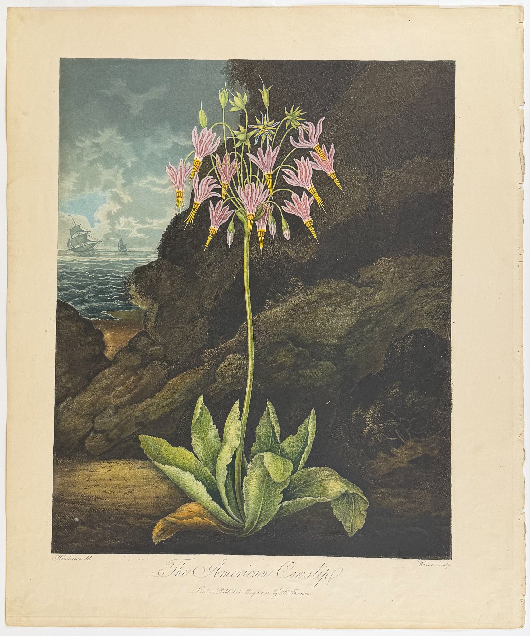 The American Cowslip