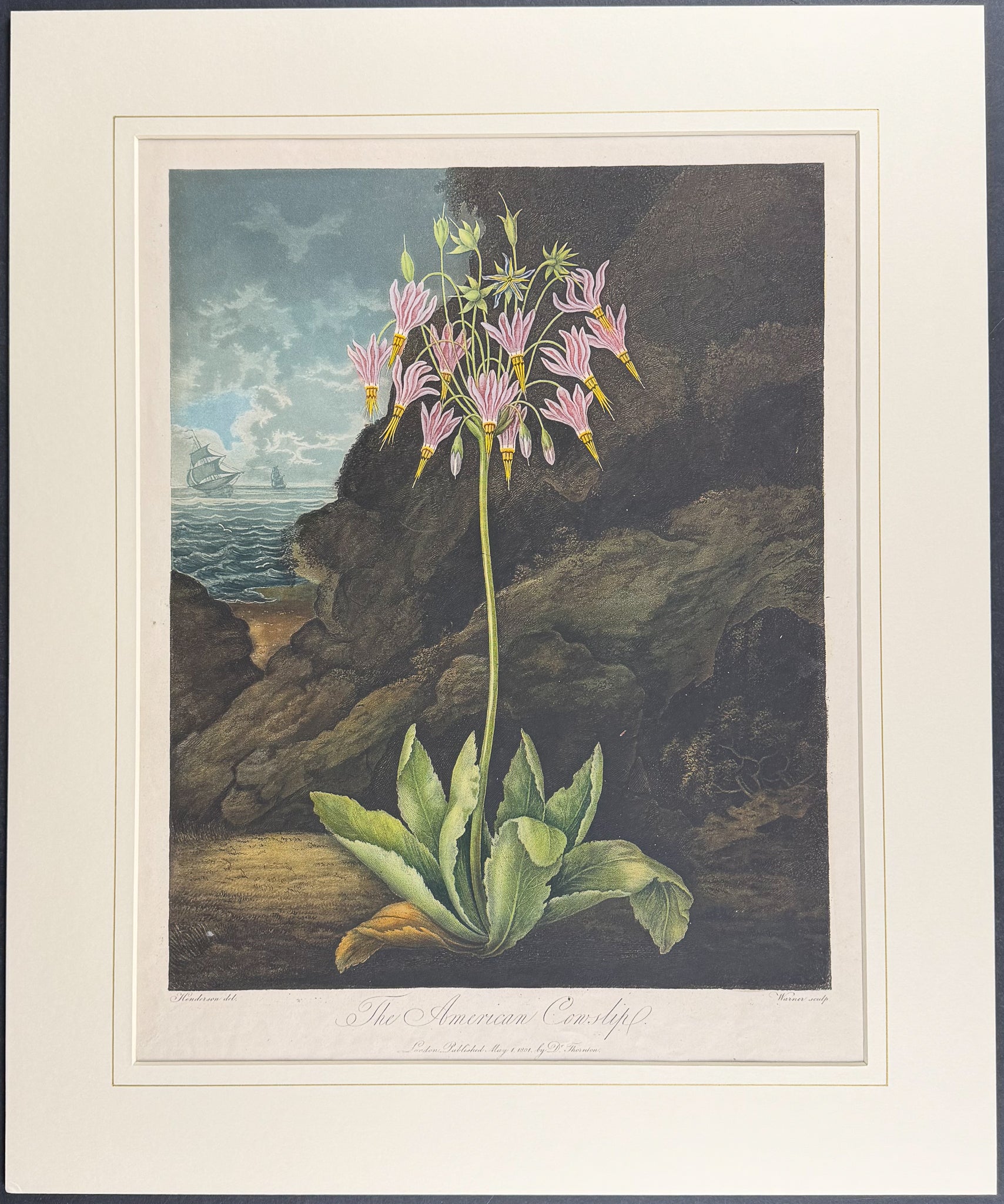 The American Cowslip