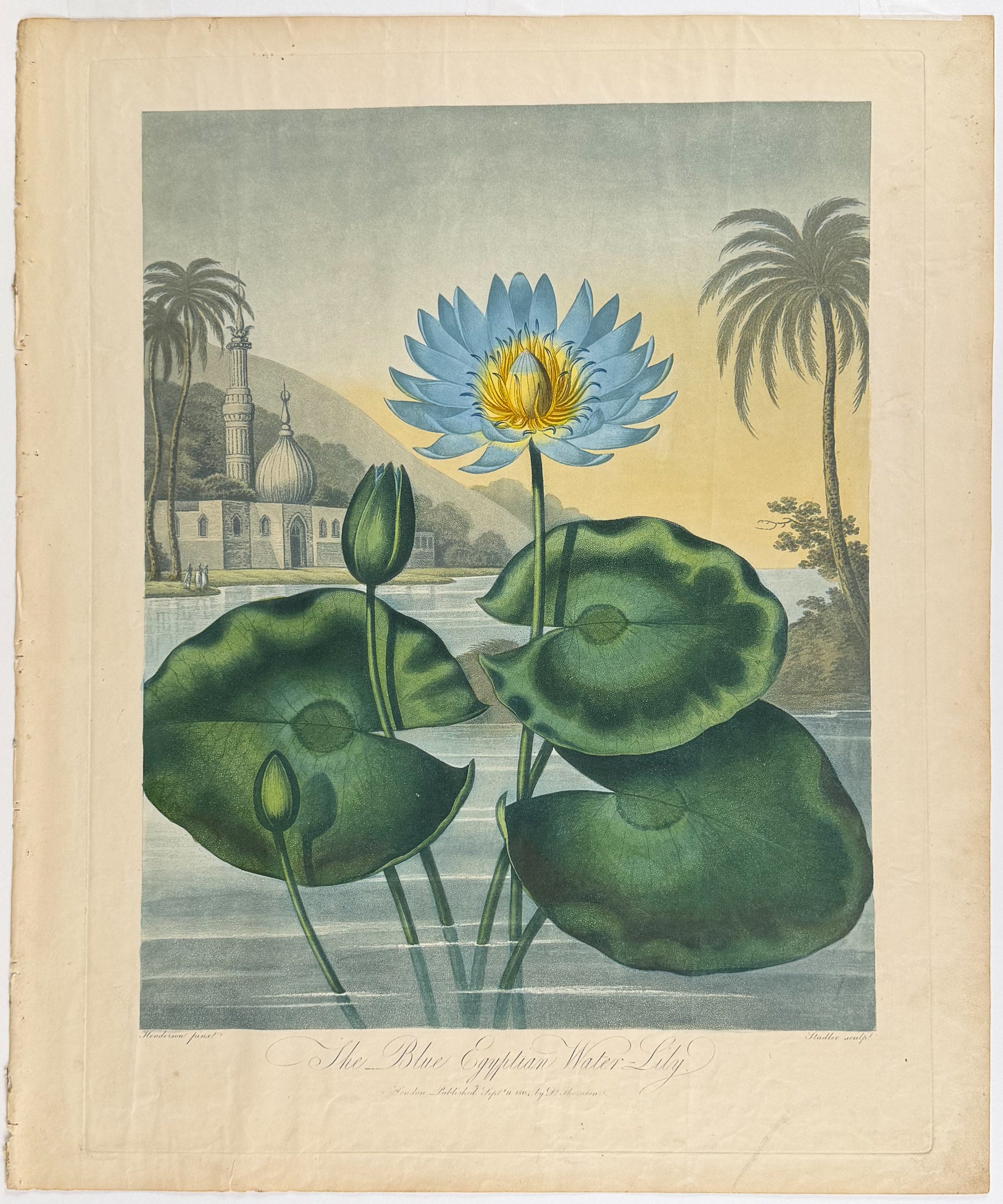 The Blue Egyptian Water Lily