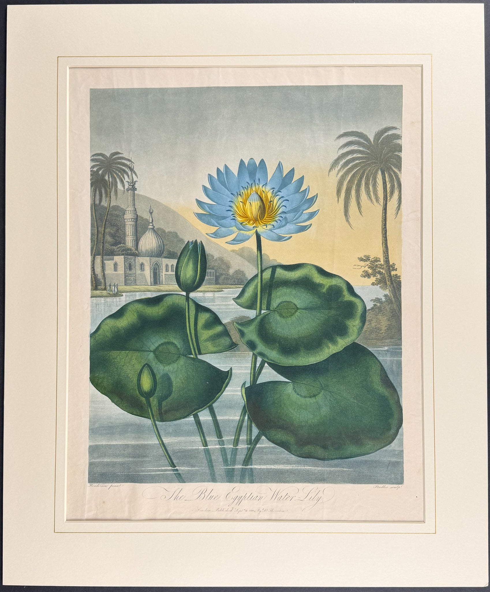 The Blue Egyptian Water Lily