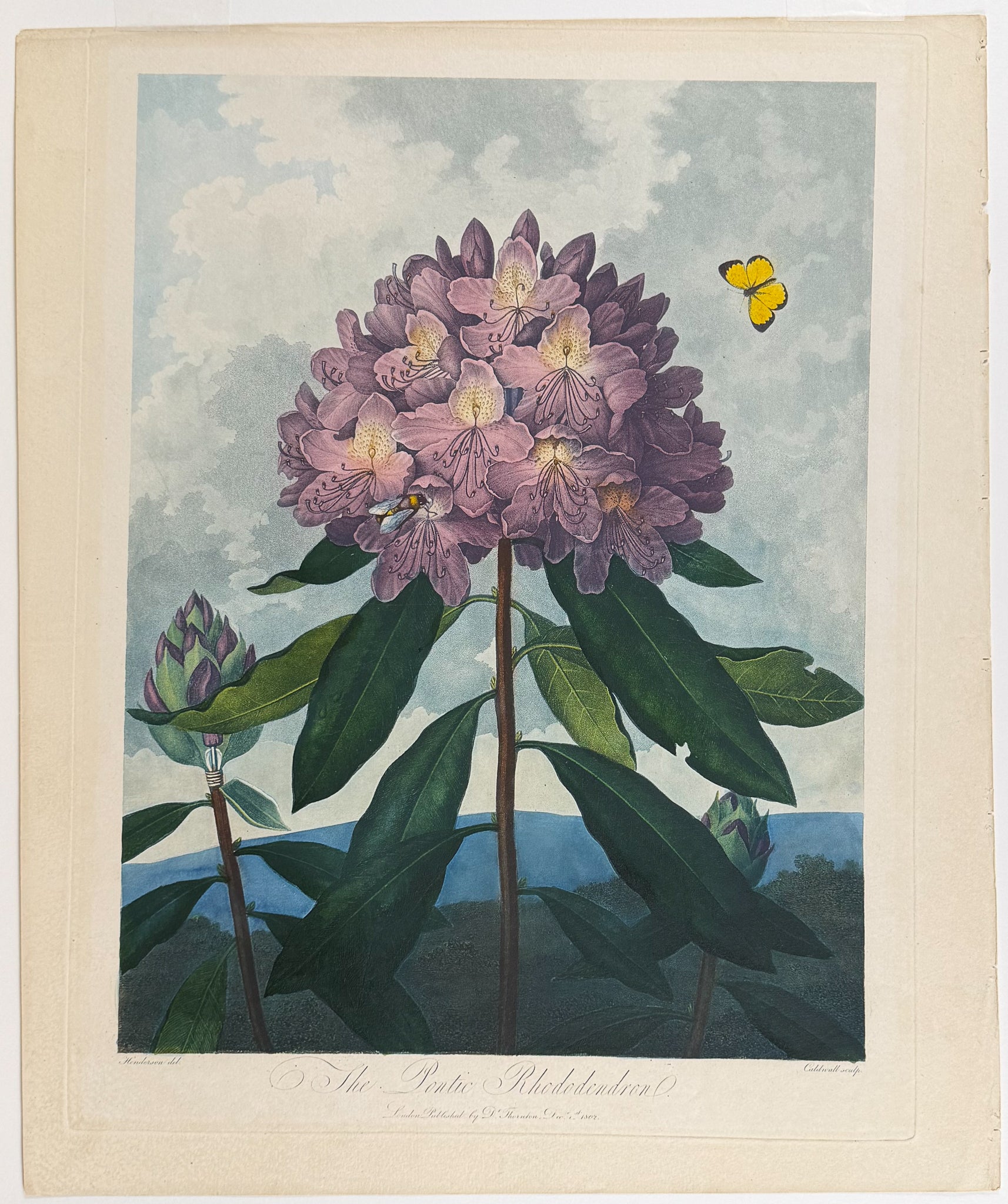 The Pontic Rhododendron
