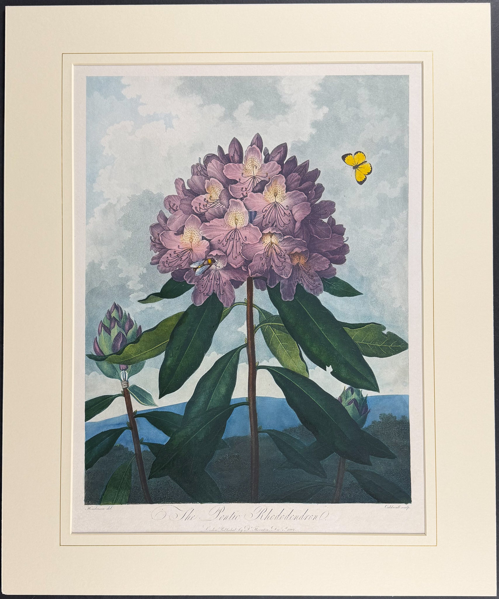 The Pontic Rhododendron