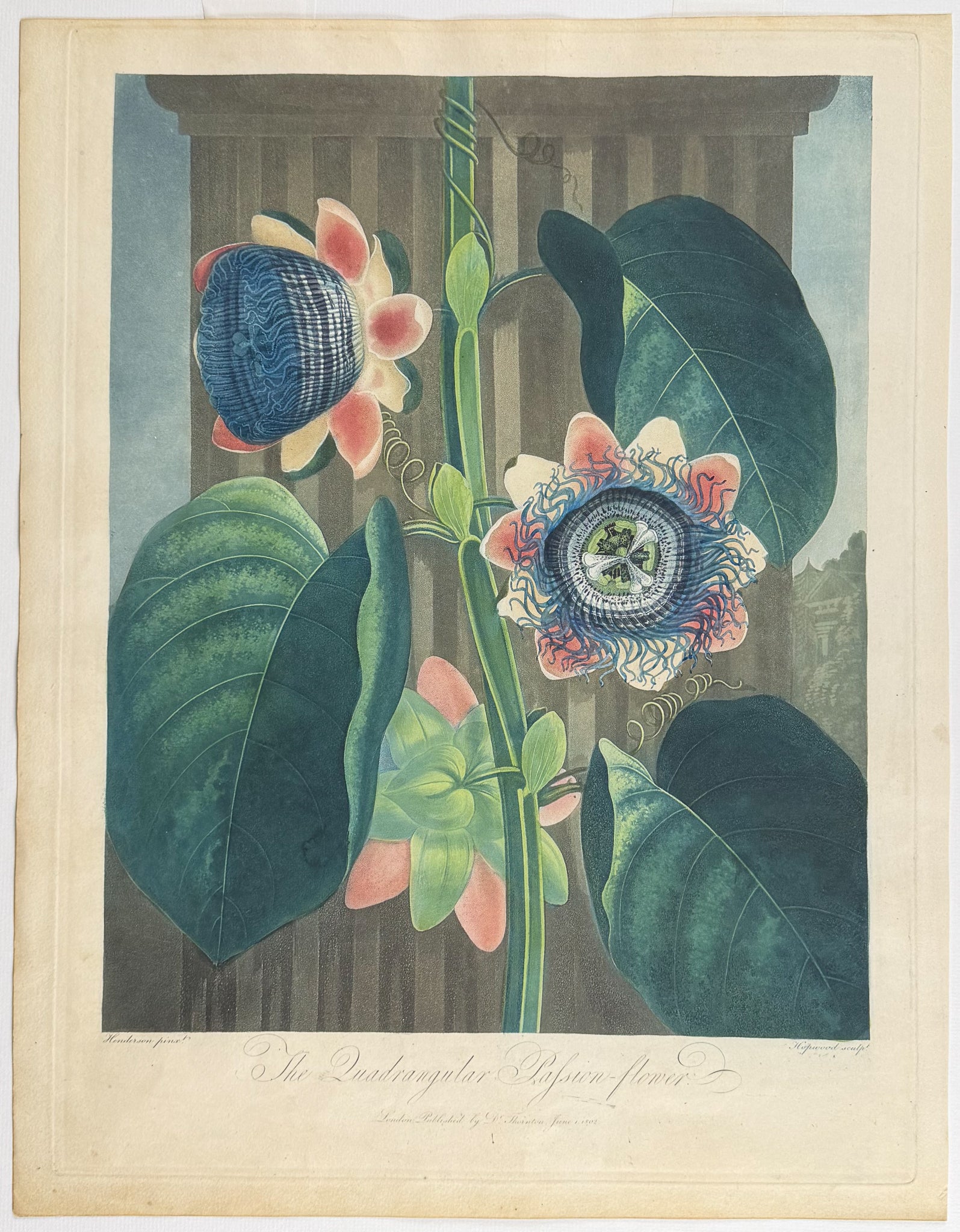 The Quadrangular Passion-Flower