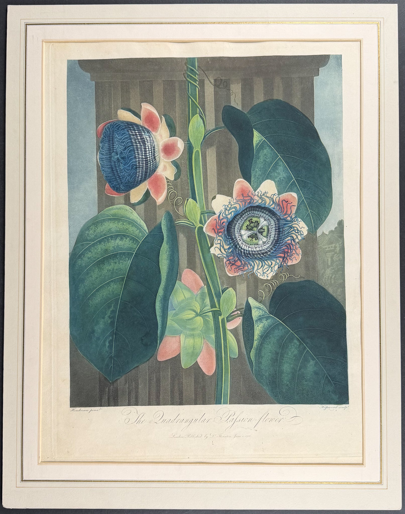 The Quadrangular Passion-Flower