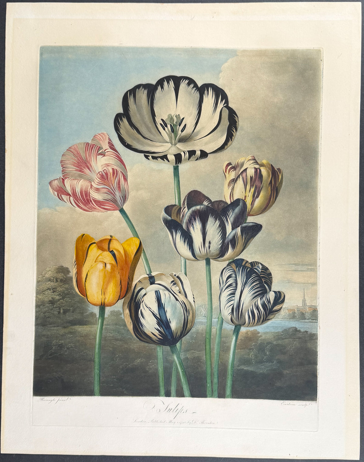 Tulips