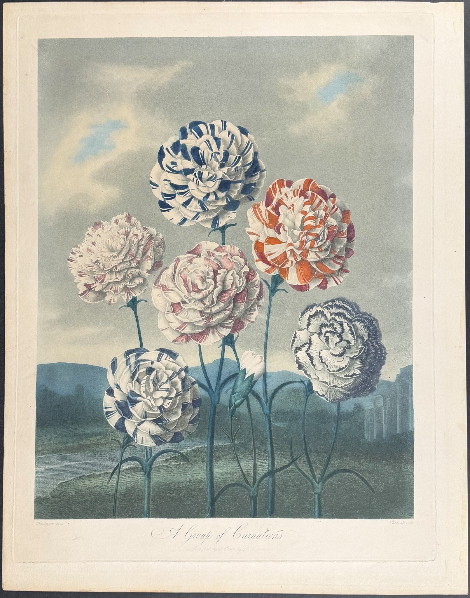 A Group of Carnations