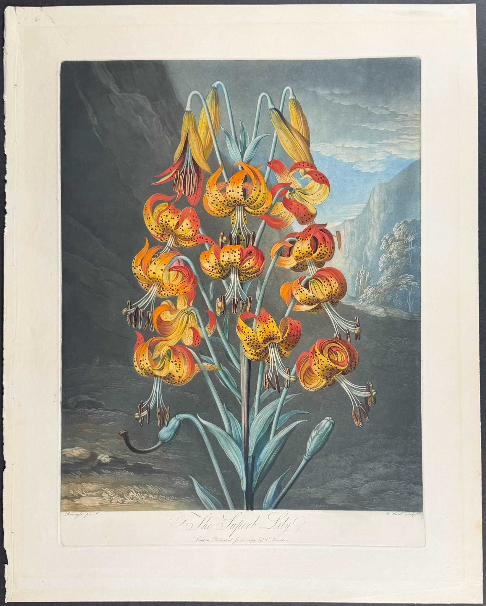 The Suberb Lily