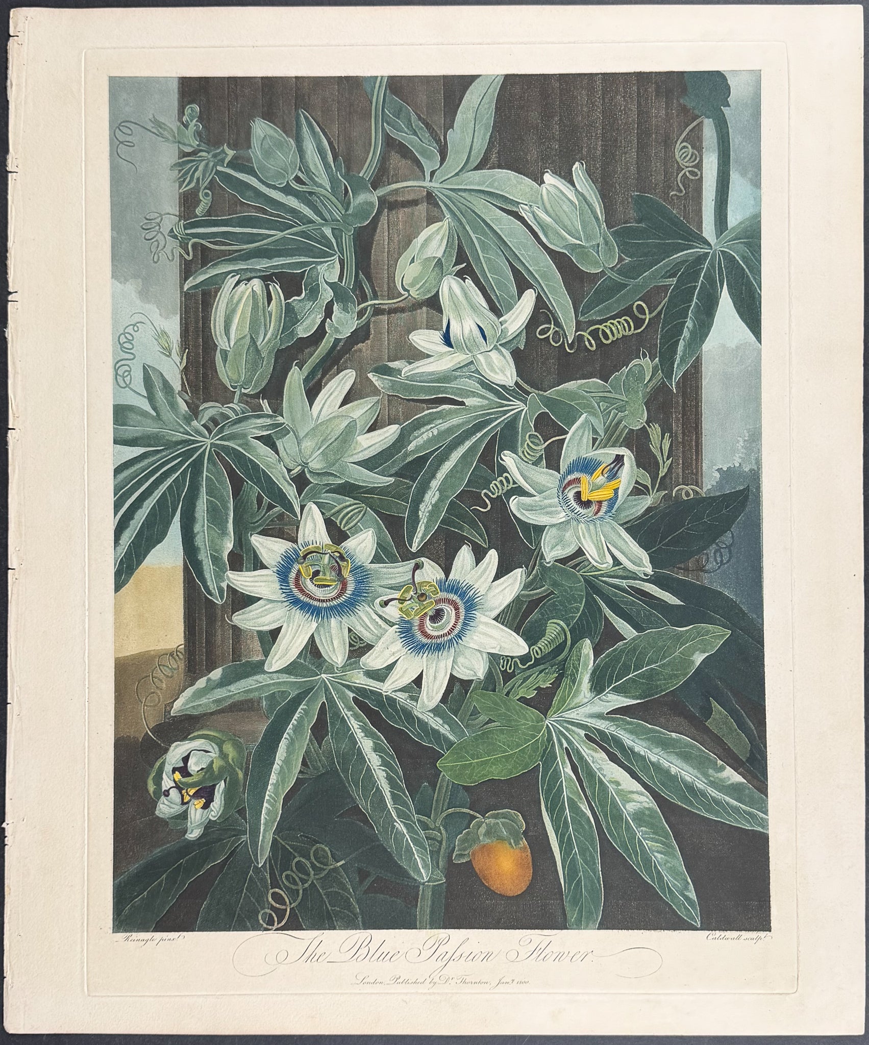 The Blue Passion Flower