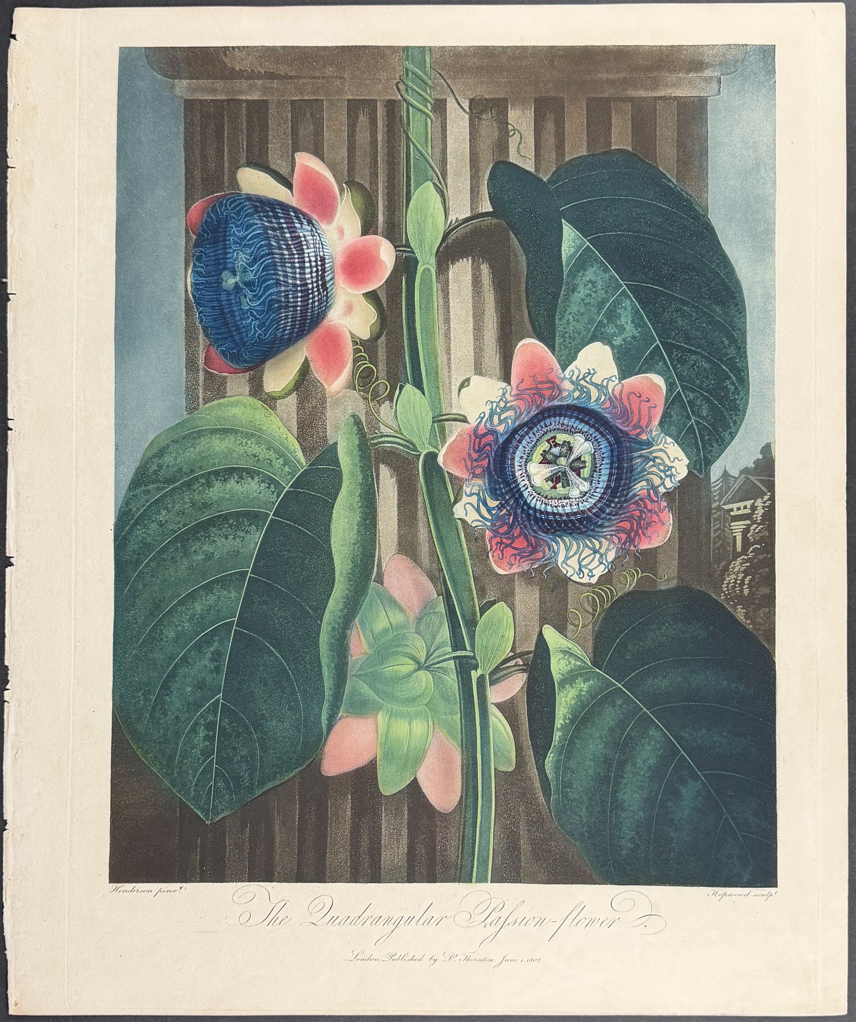 The Quadrangular Passion-Flower