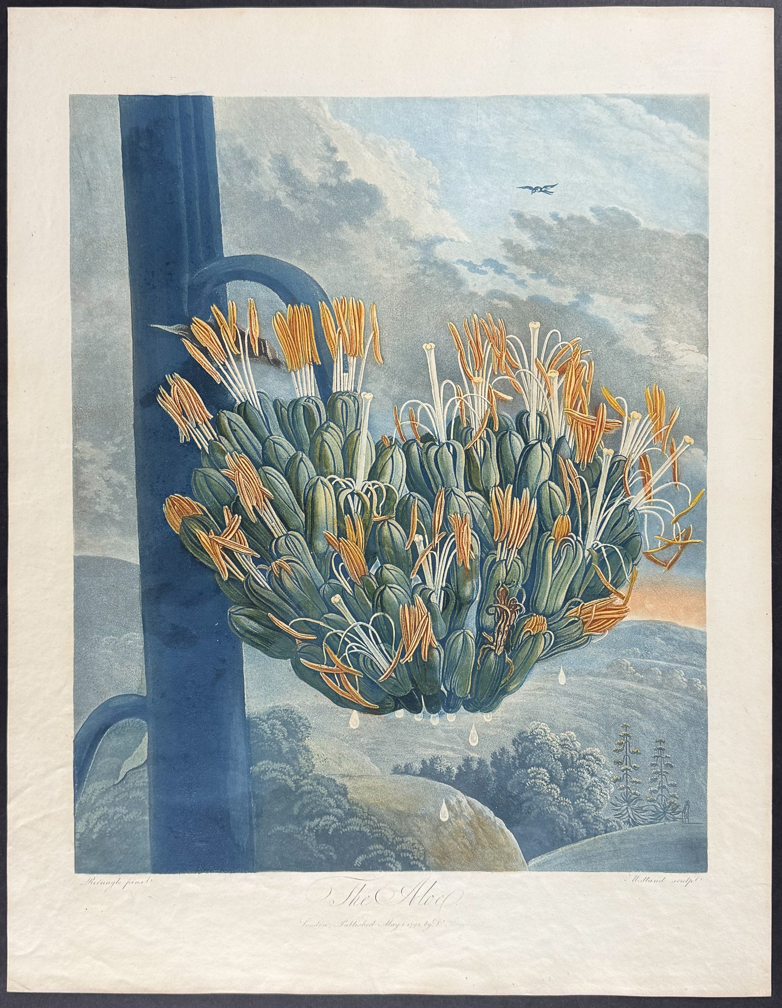 The Aloe