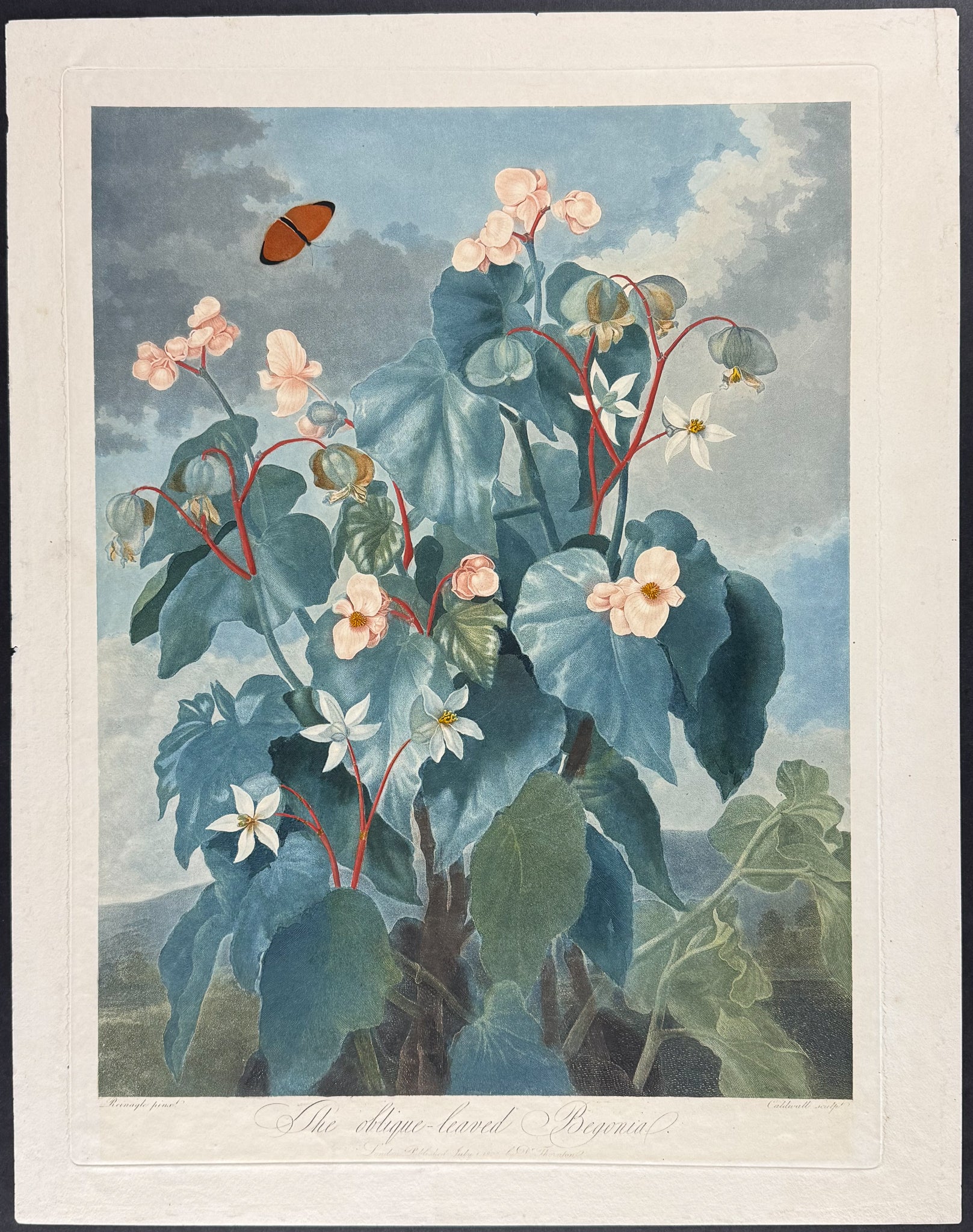 The Oblique-leaved Begonia