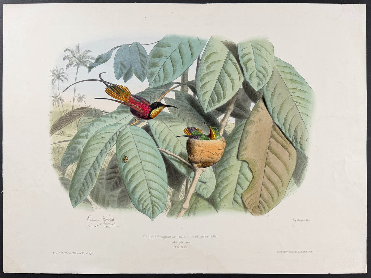 Topaz Hummingbird