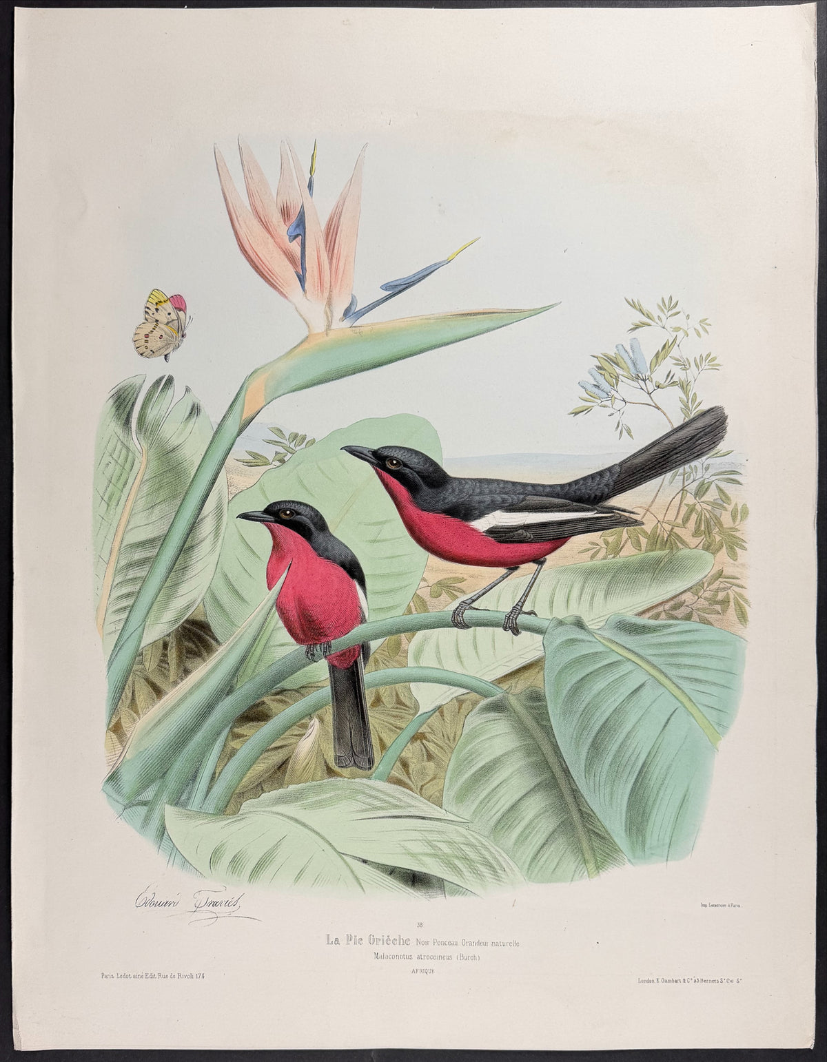 Crimson-Breasted Shrike