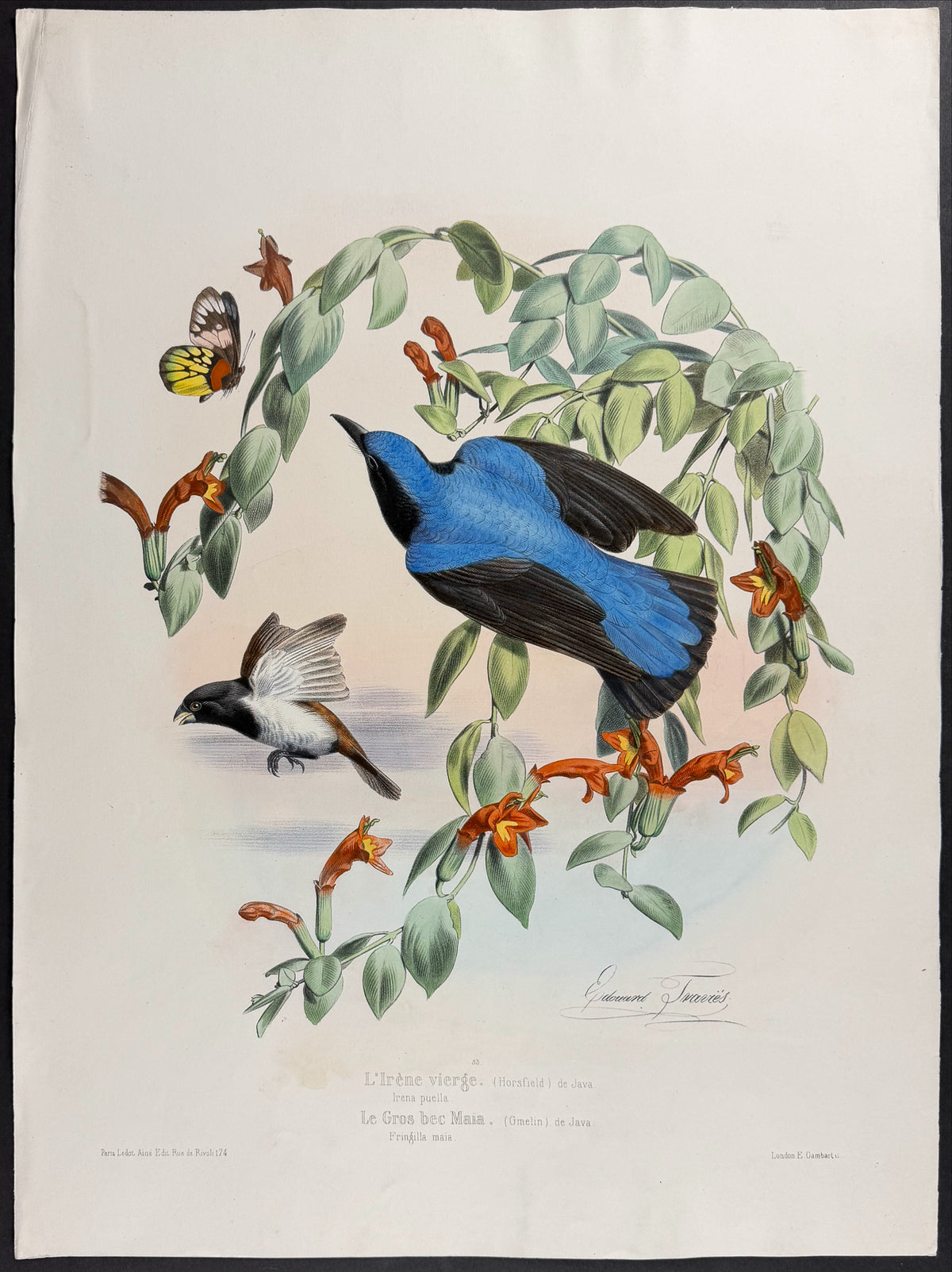 Asian Fairy-Bluebird & Finch