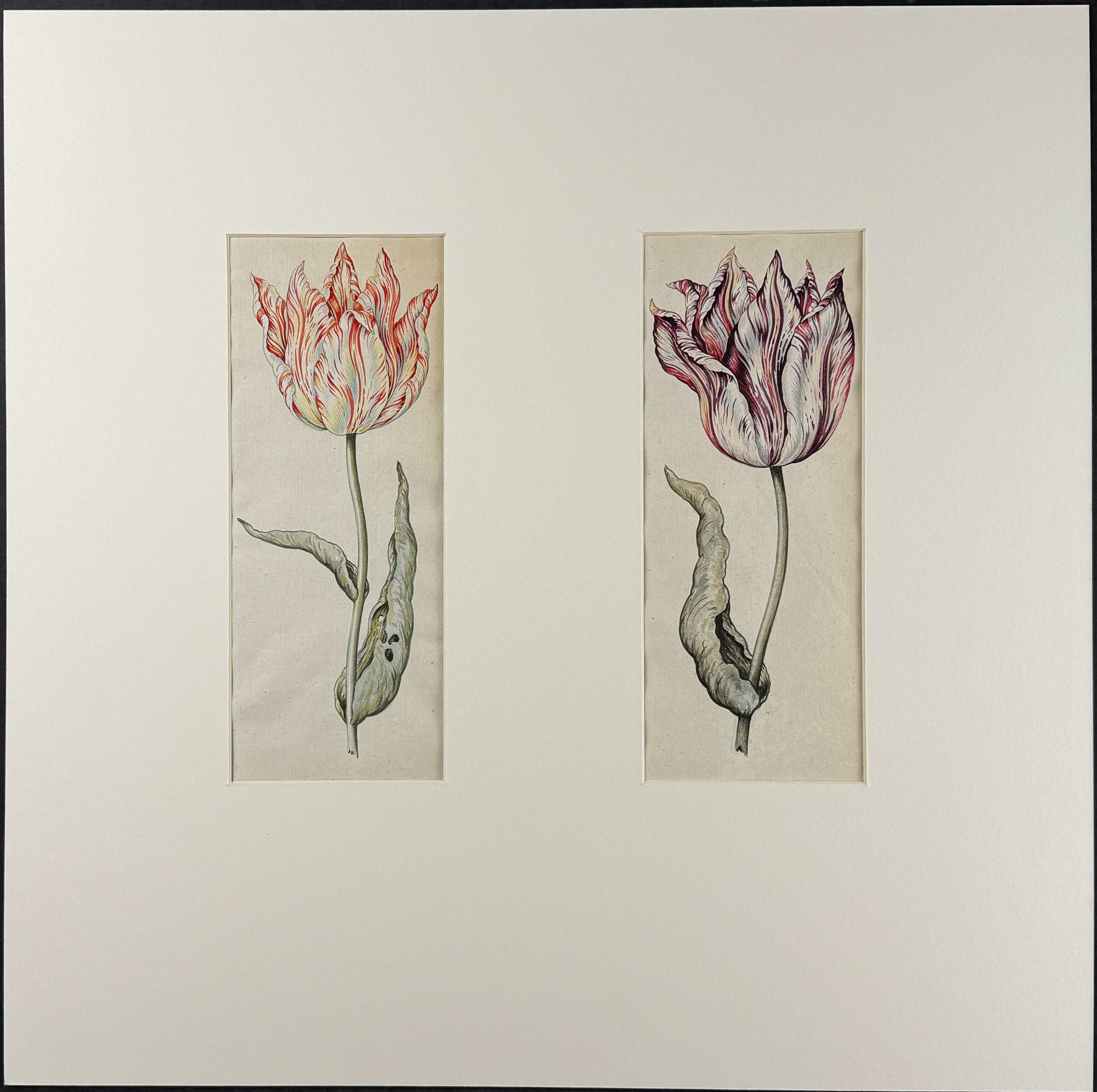 Two Tulip Watercolors, Matted