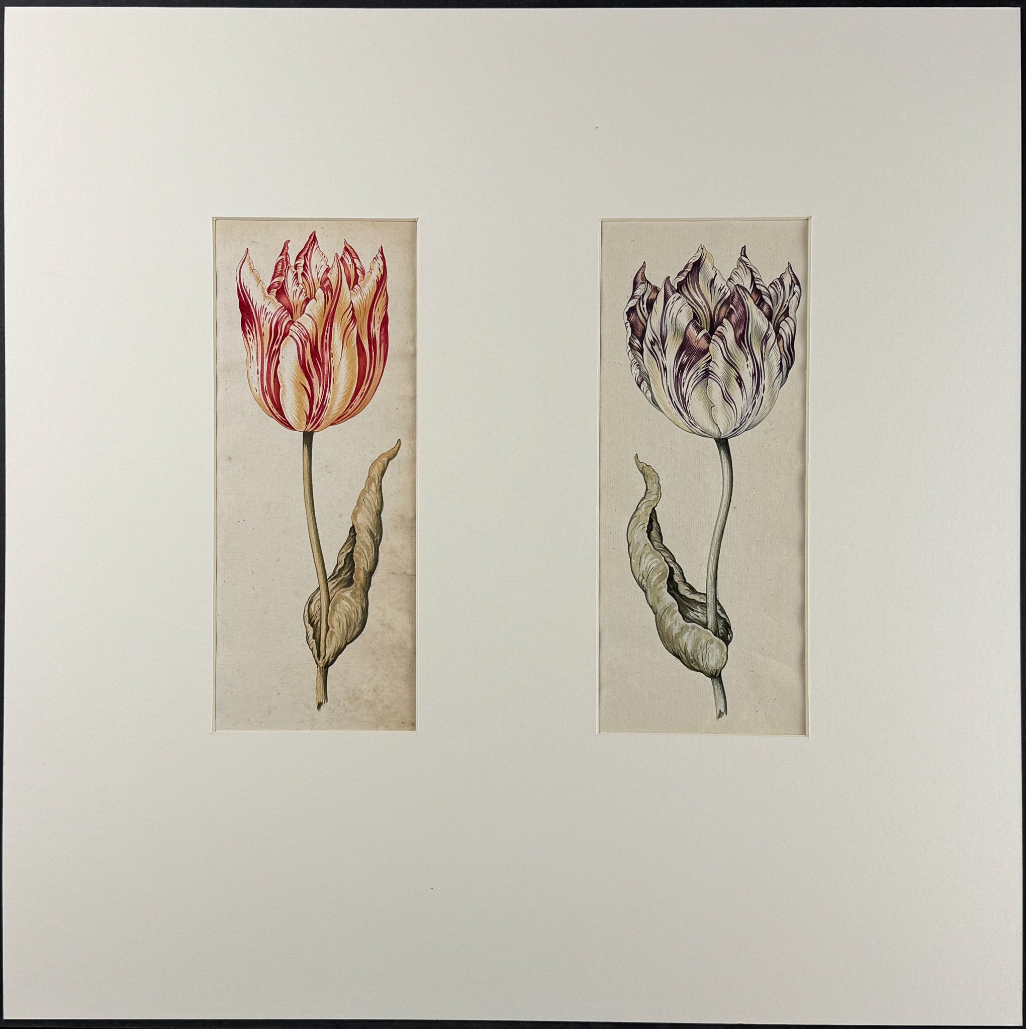 Two Tulip Watercolors, Matted