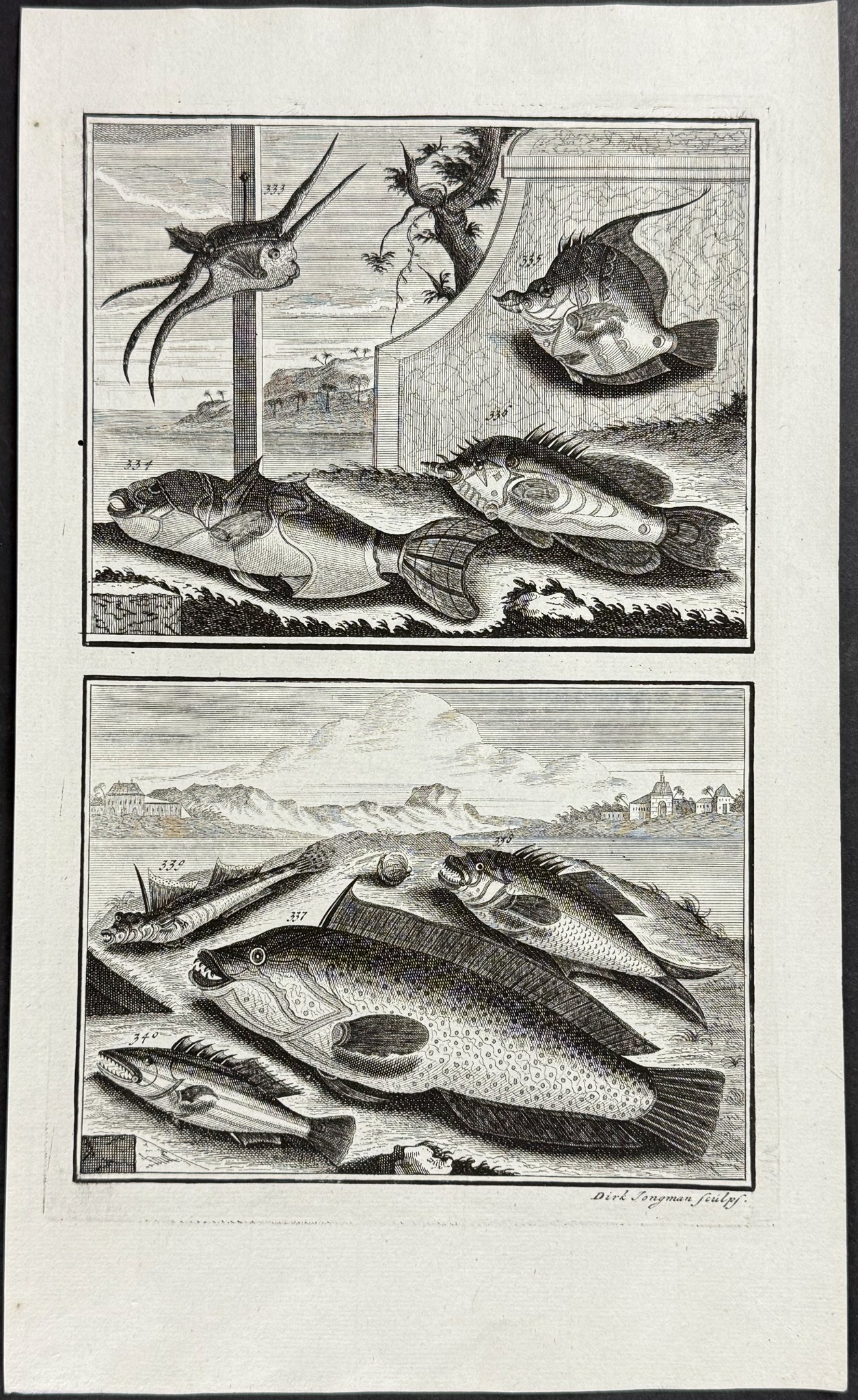 Fish, Sea Life