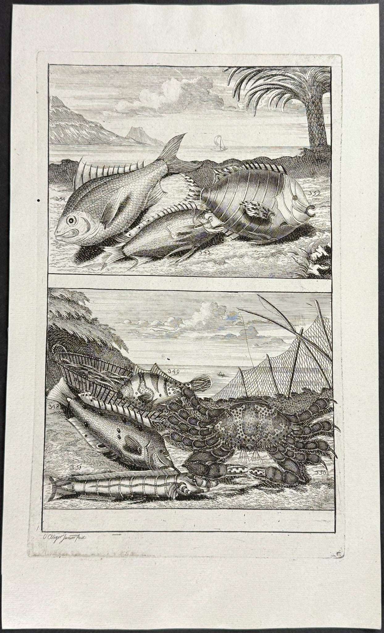 Fish, Sea Life, Crab