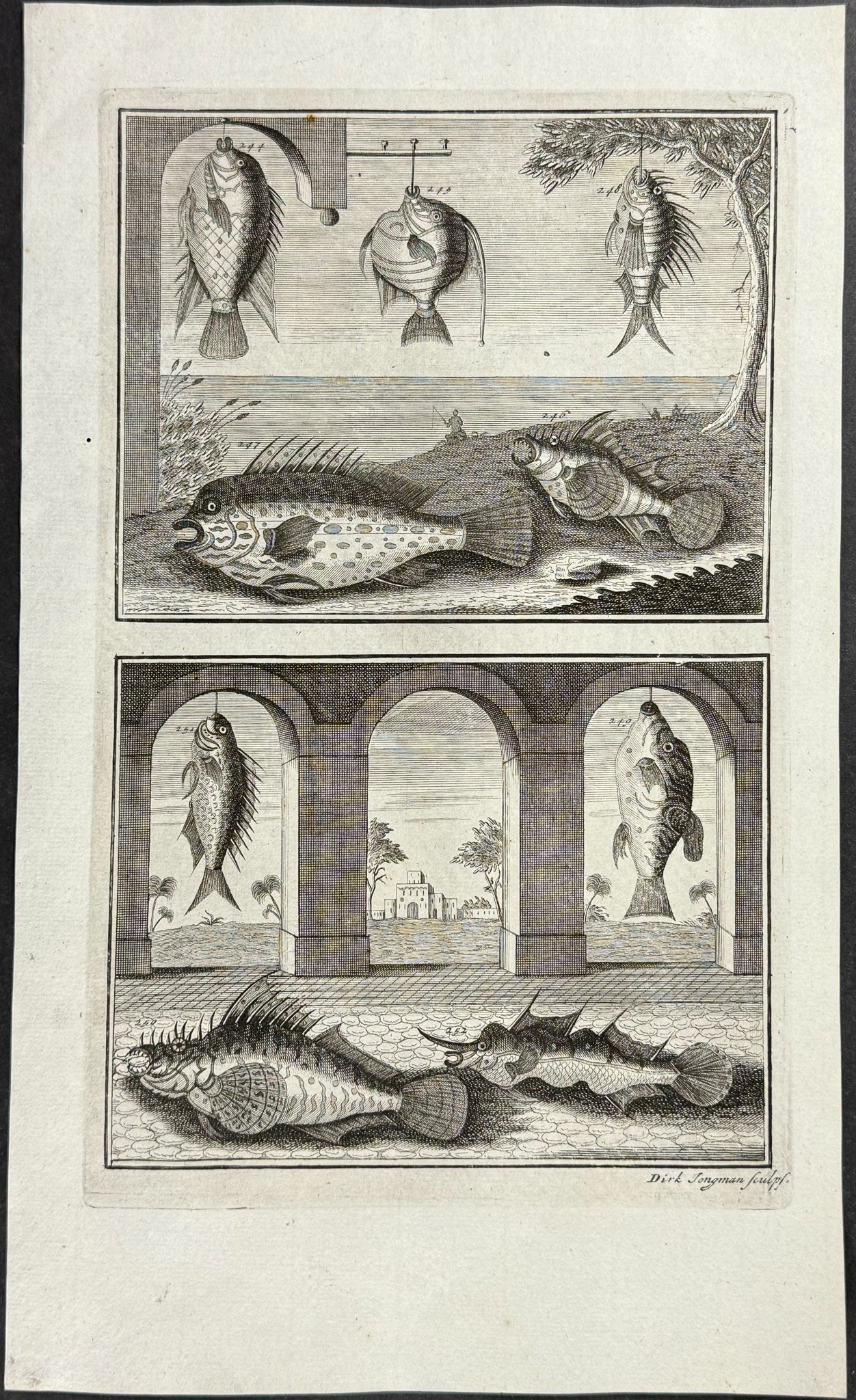 Fish, Sea Life