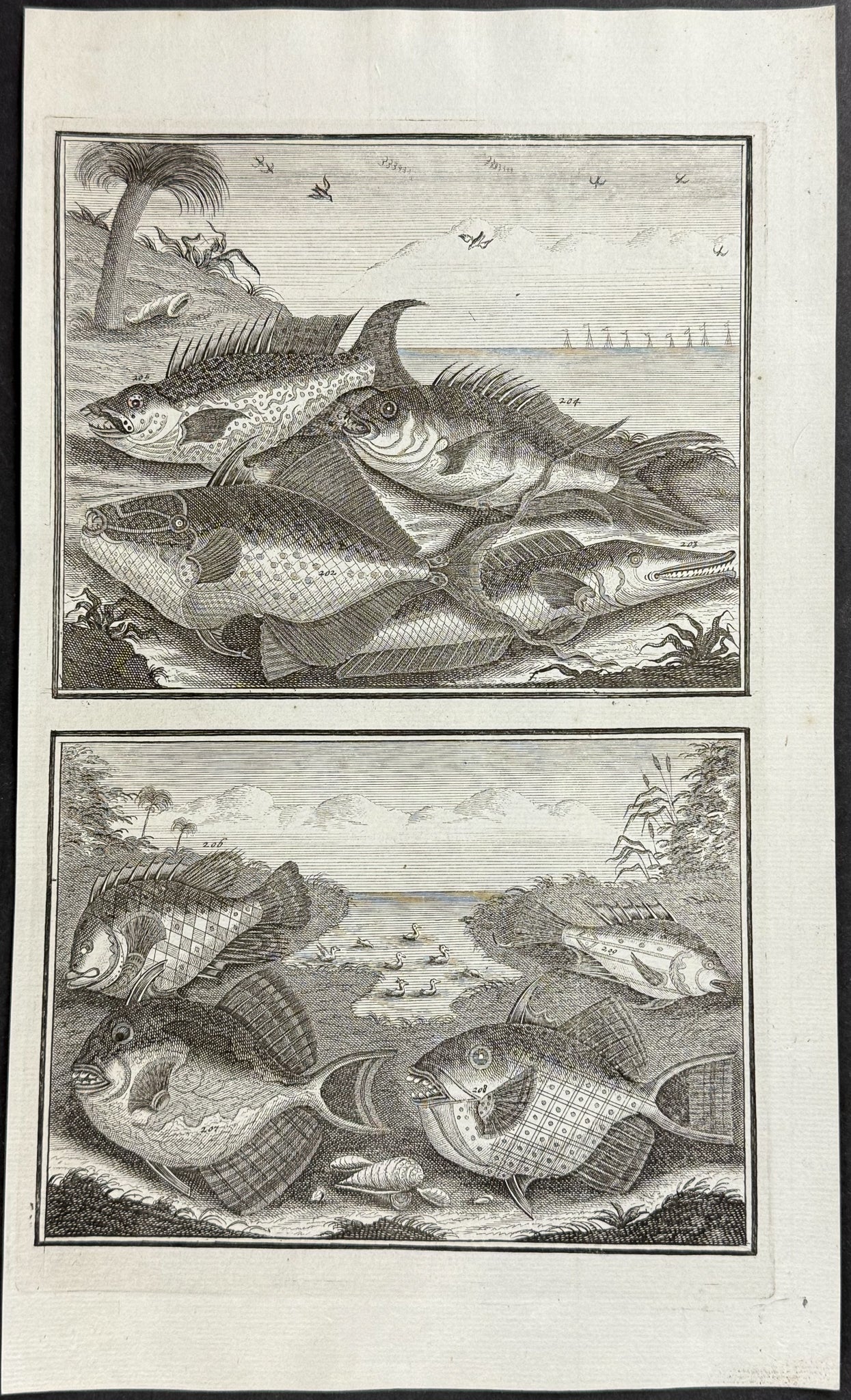 Fish, Sea Life