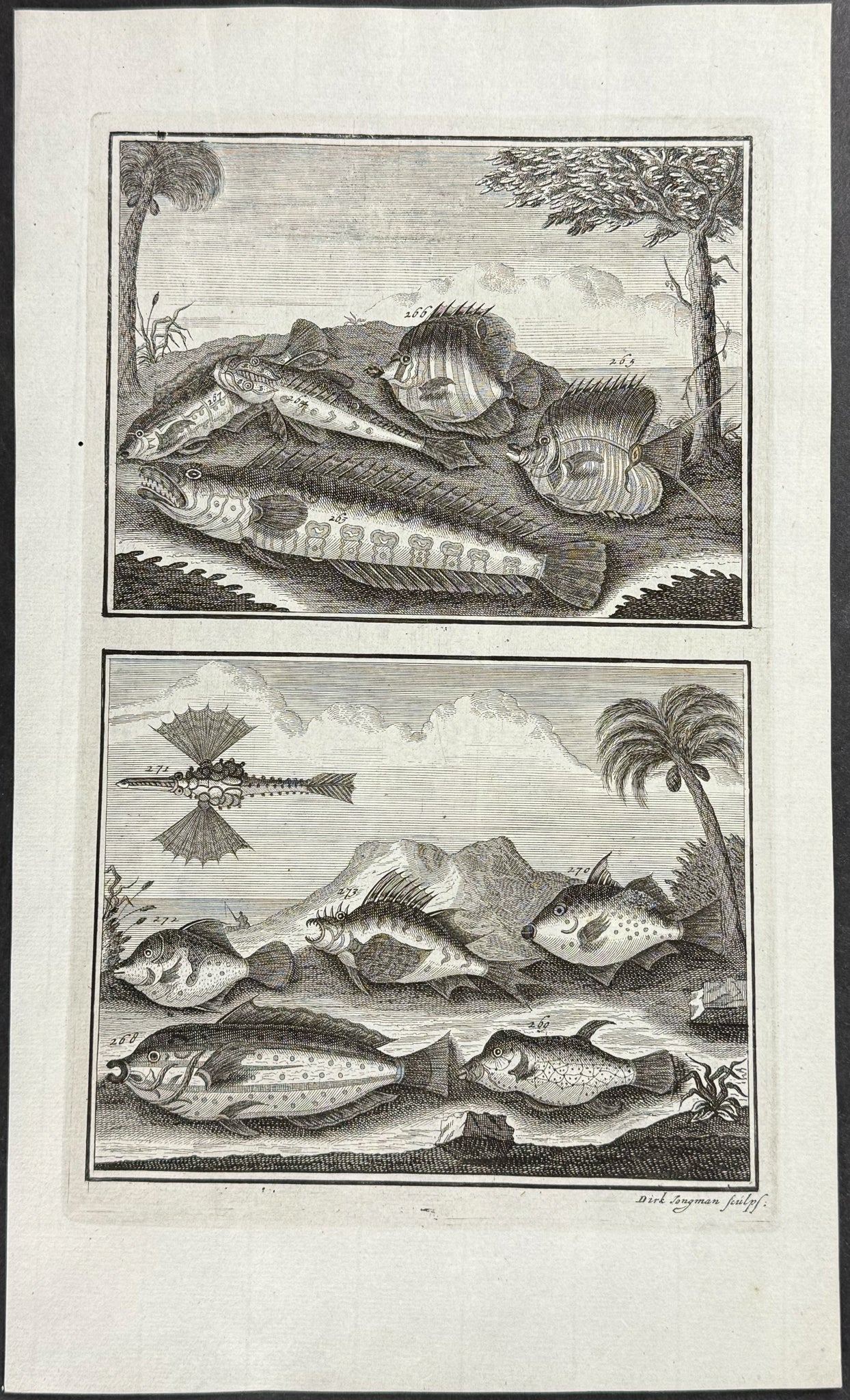 Fish, Sea Life