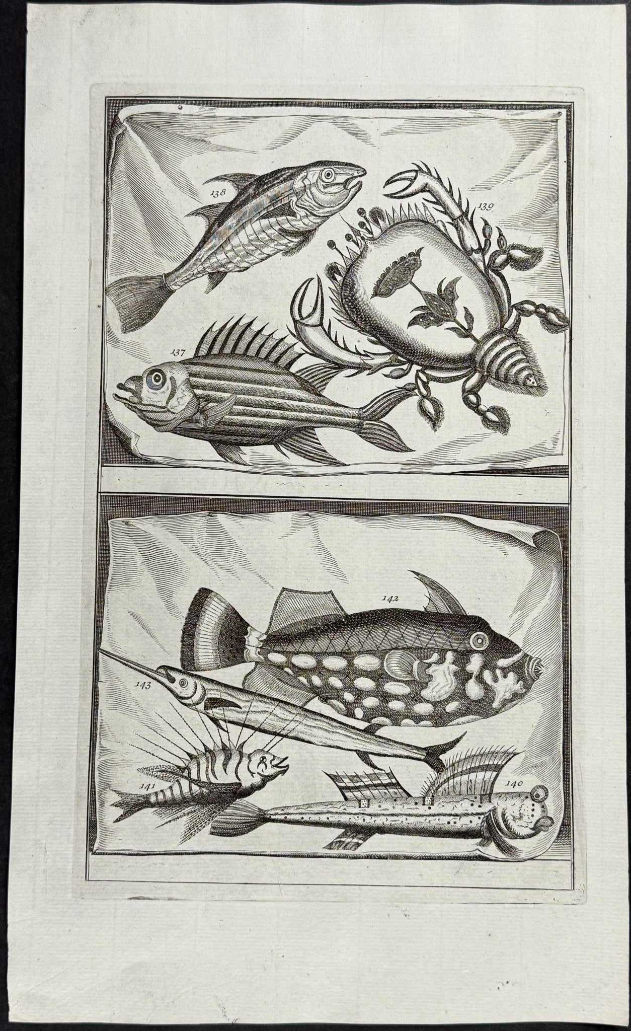 Fish, Sea Life, Crab