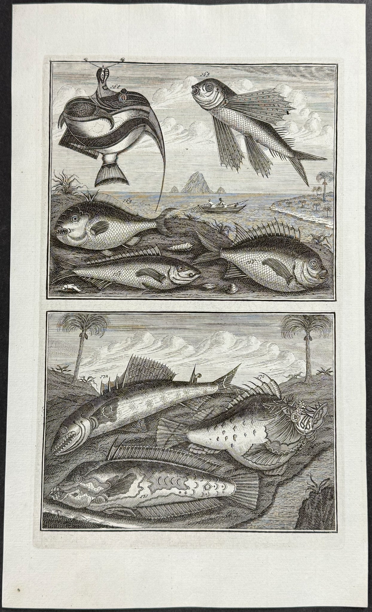 Fish, Sea Life, Flying Fish
