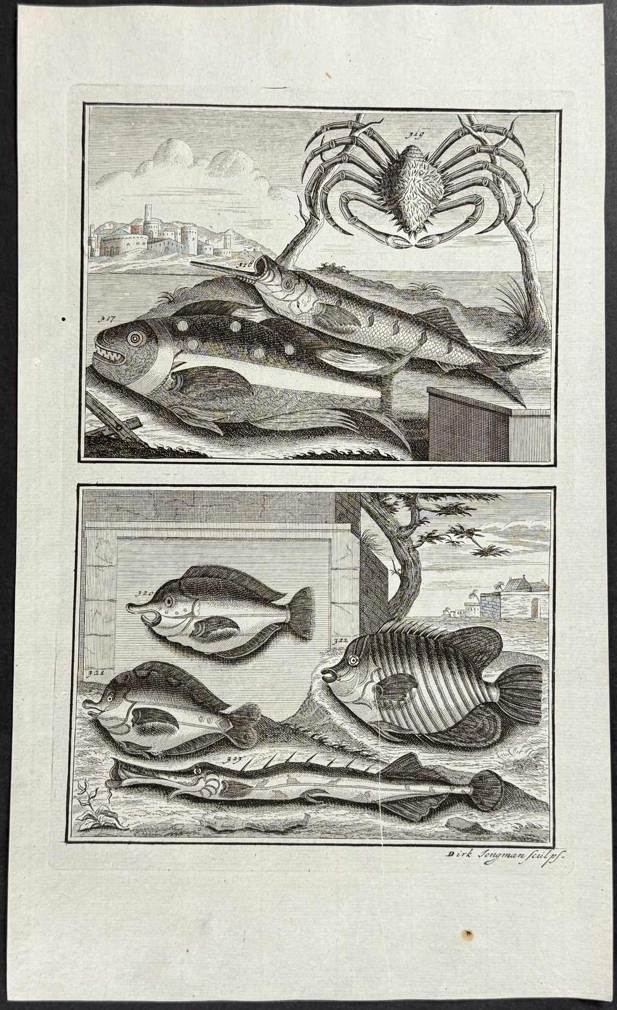 Fish, Sea Life, Crab