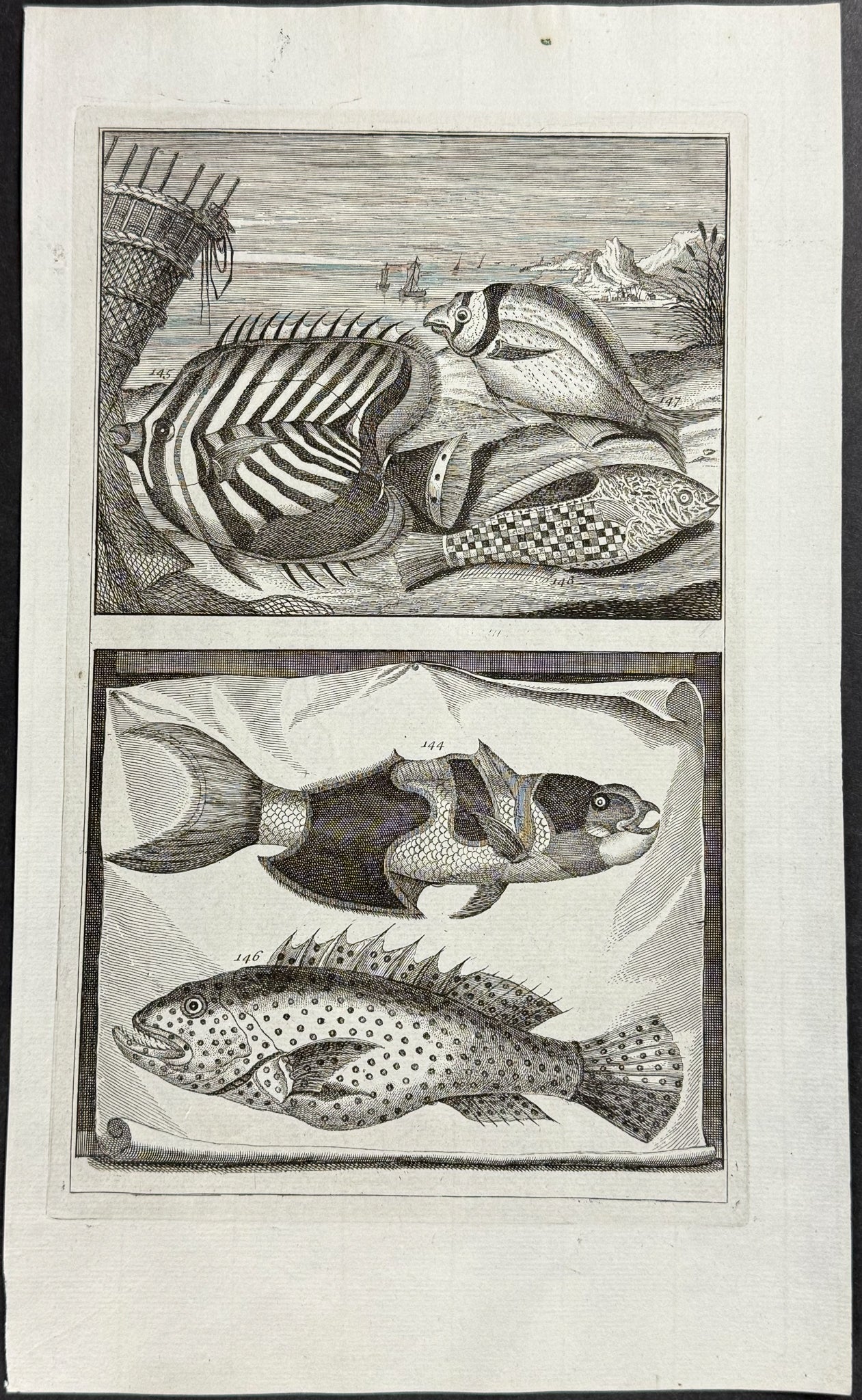 Fish, Sea Life