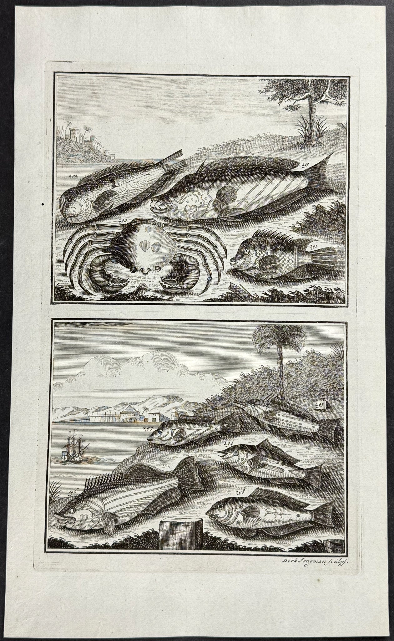 Fish, Sea Life, Crab