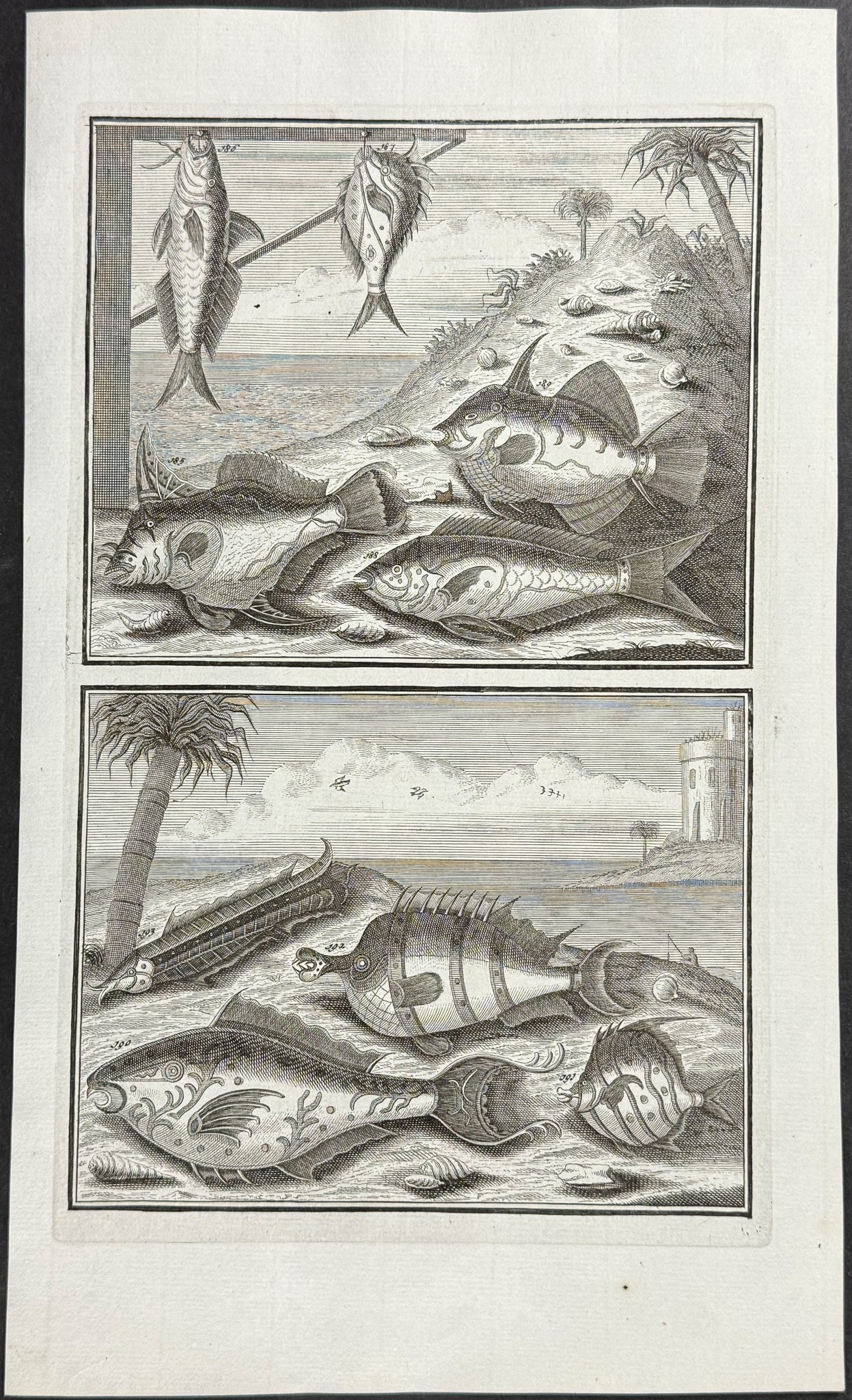 Fish, Sea Life